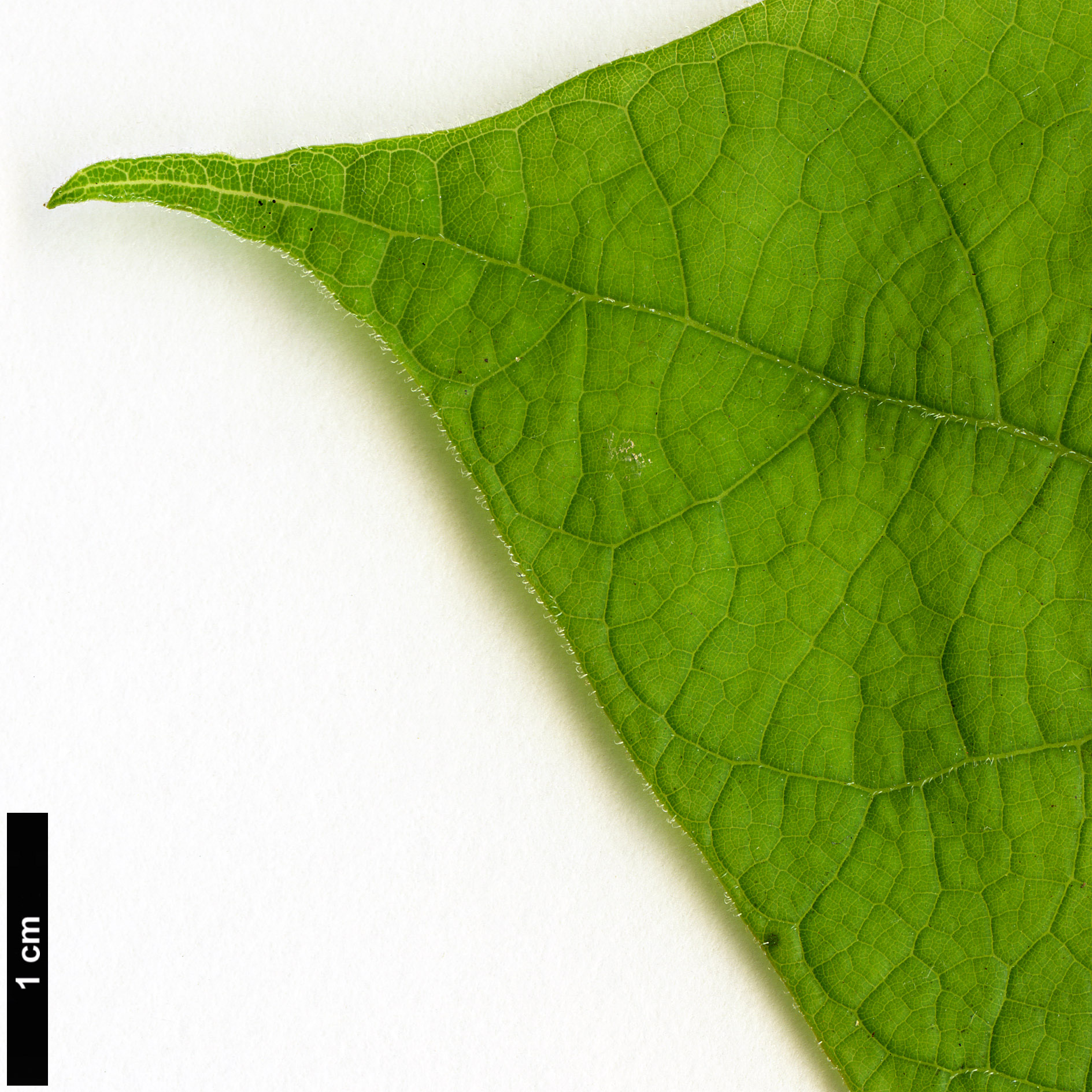 High resolution image: Family: Bignoniaceae - Genus: Catalpa - Taxon: bignonioides