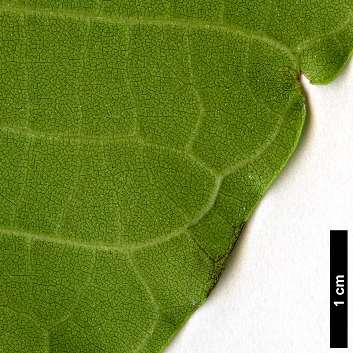 High resolution image: Family: Bignoniaceae - Genus: Catalpa - Taxon: bungei