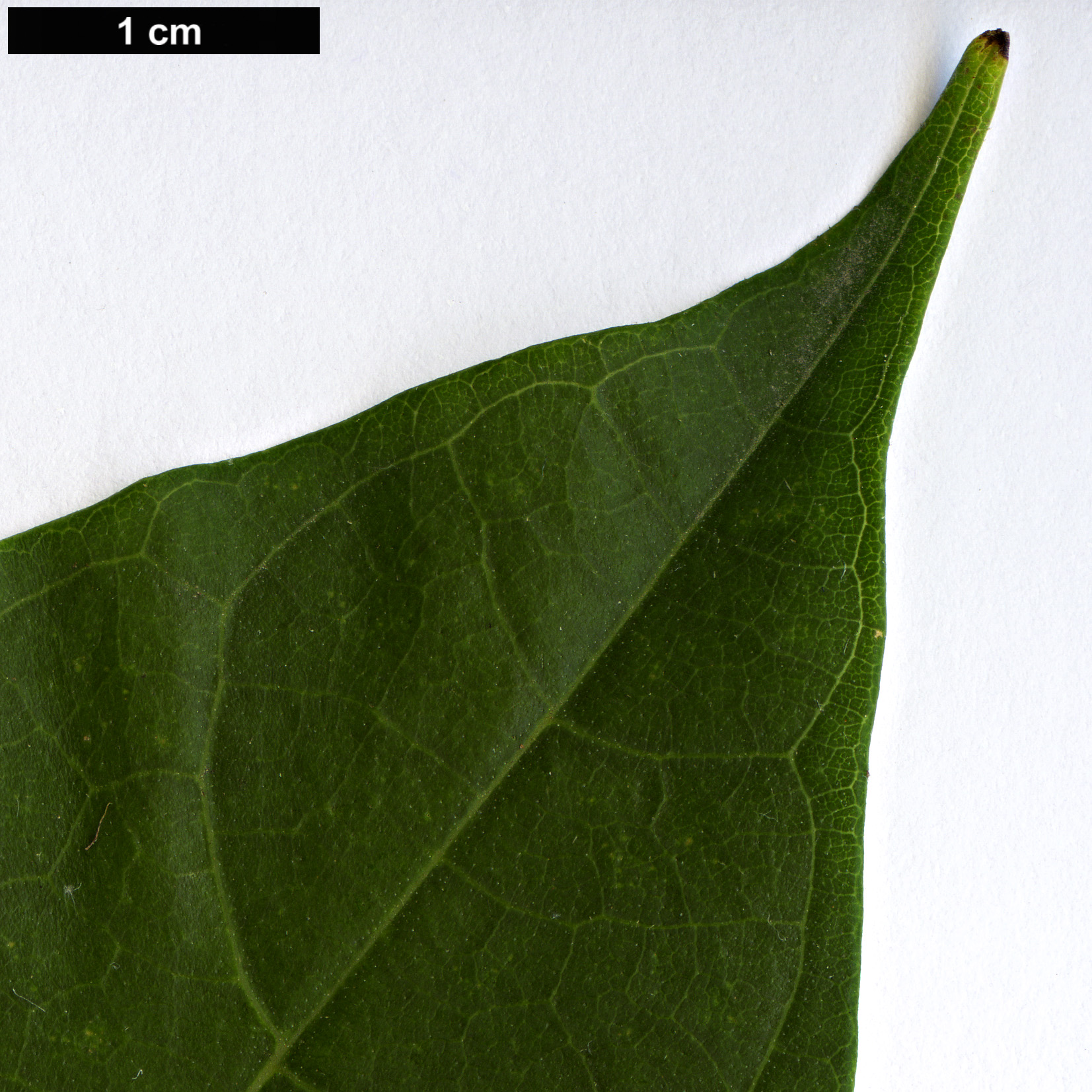 High resolution image: Family: Bignoniaceae - Genus: Catalpa - Taxon: fargesii