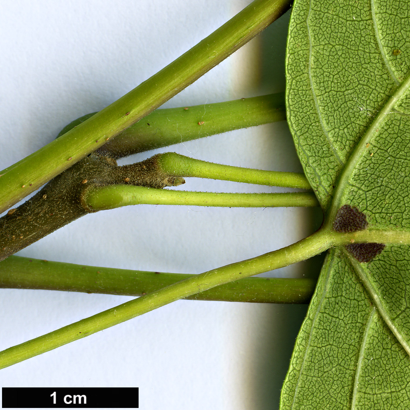 High resolution image: Family: Bignoniaceae - Genus: Catalpa - Taxon: fargesii