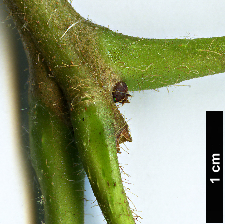 High resolution image: Family: Bignoniaceae - Genus: Catalpa - Taxon: ovata