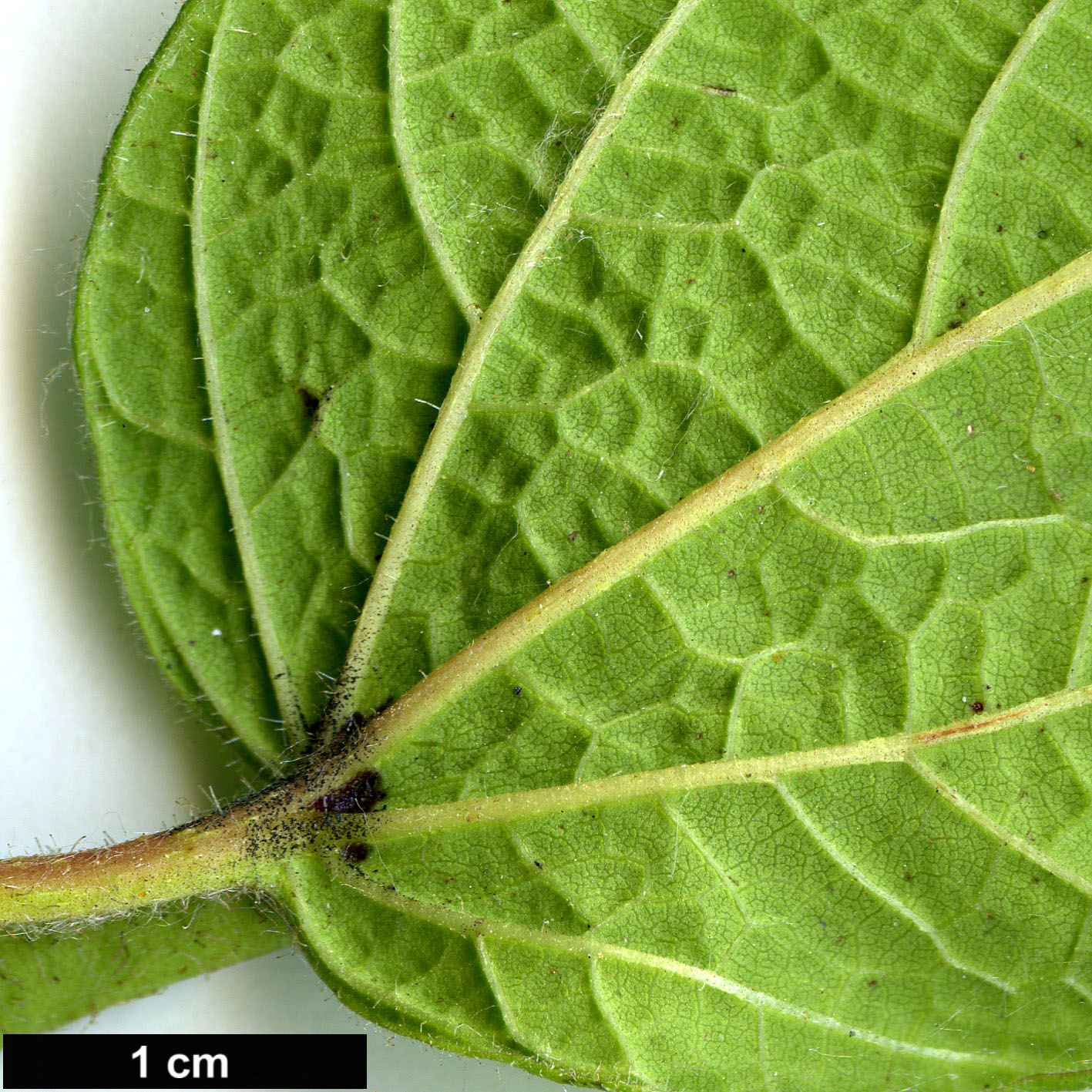 High resolution image: Family: Bignoniaceae - Genus: Catalpa - Taxon: ovata