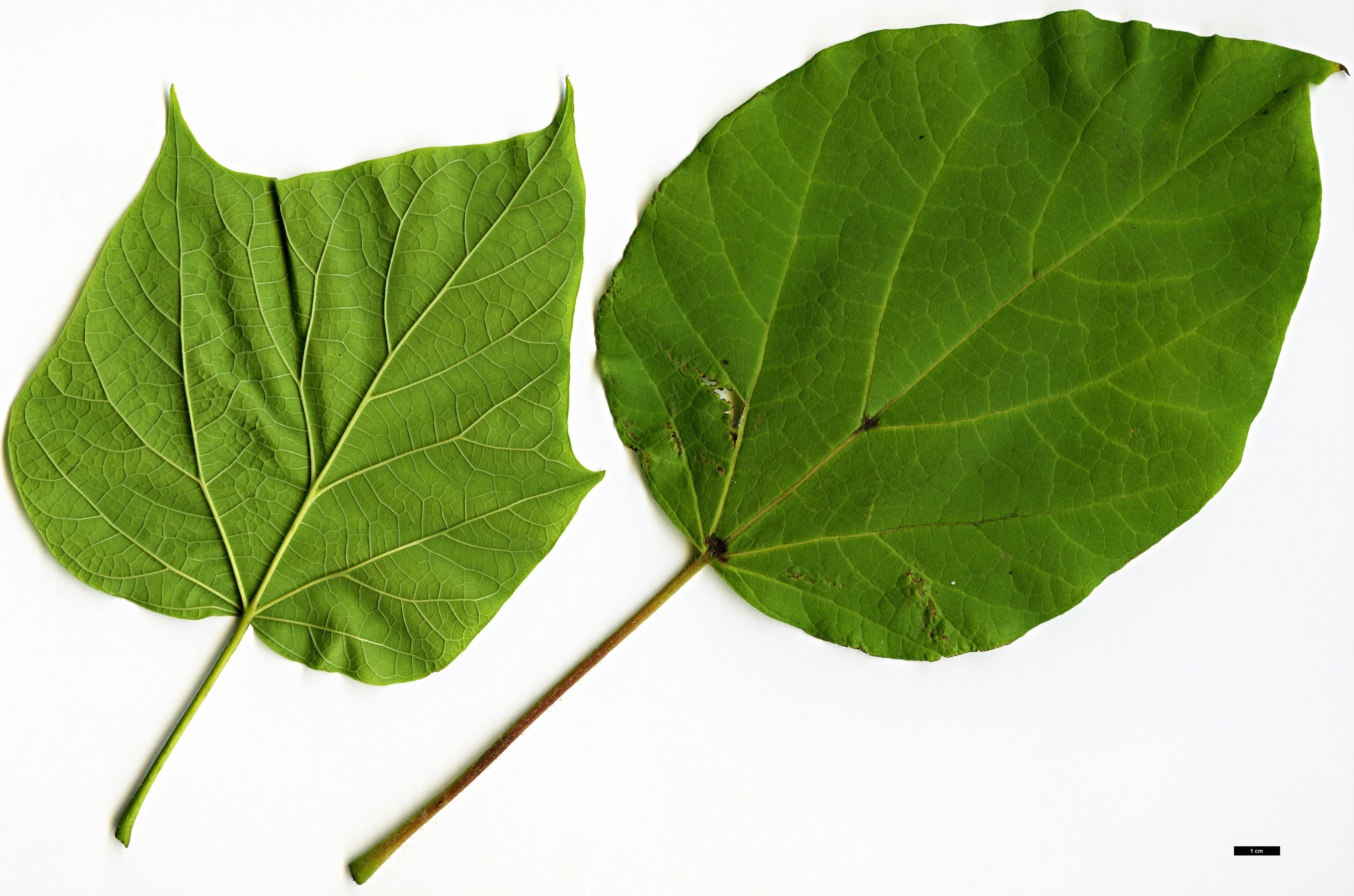 High resolution image: Family: Bignoniaceae - Genus: Catalpa - Taxon: ovata