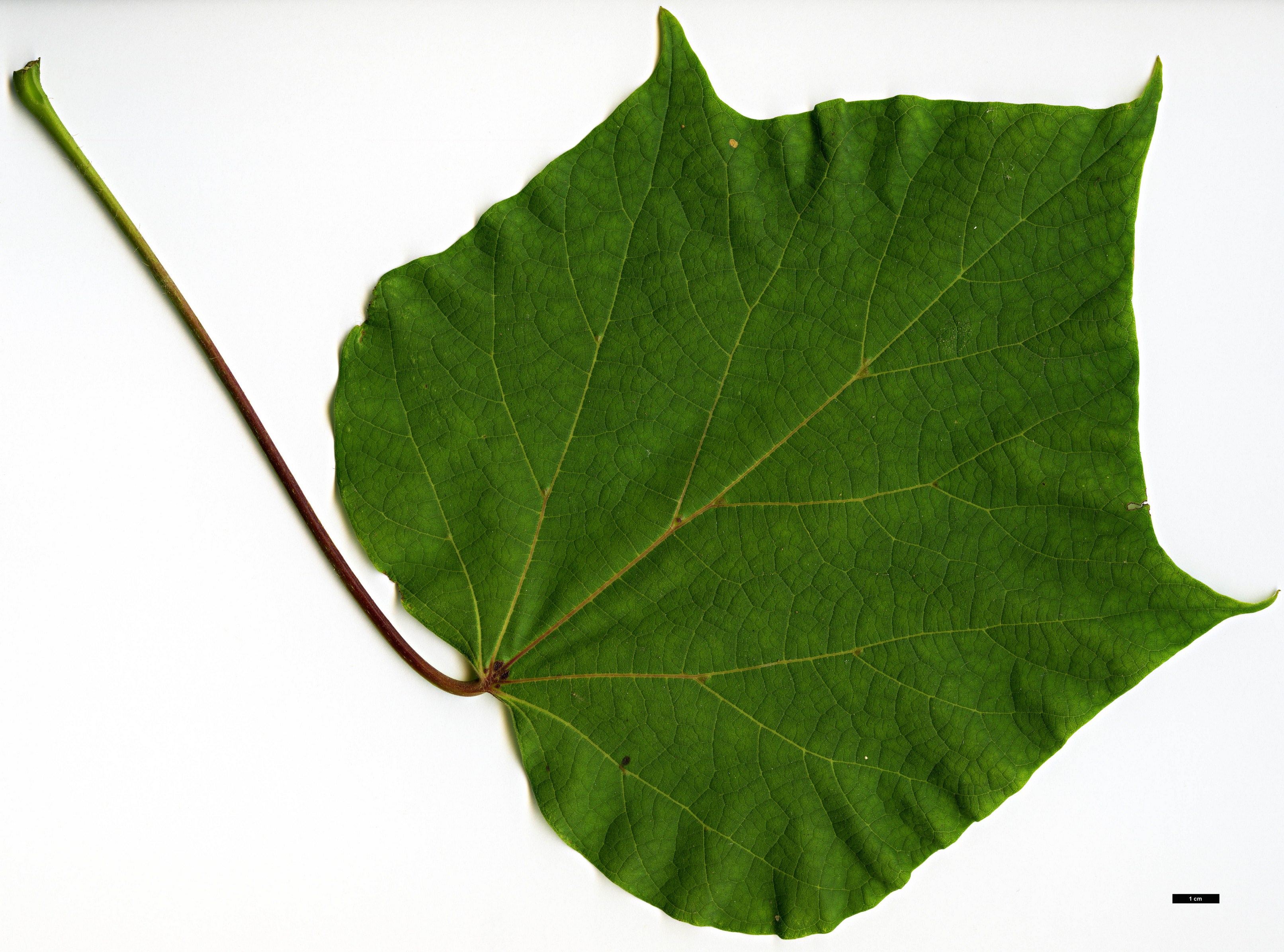 High resolution image: Family: Bignoniaceae - Genus: Catalpa - Taxon: ovata