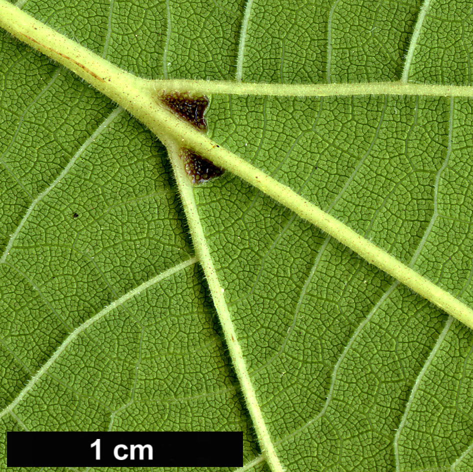 High resolution image: Family: Bignoniaceae - Genus: Catalpa - Taxon: ovata