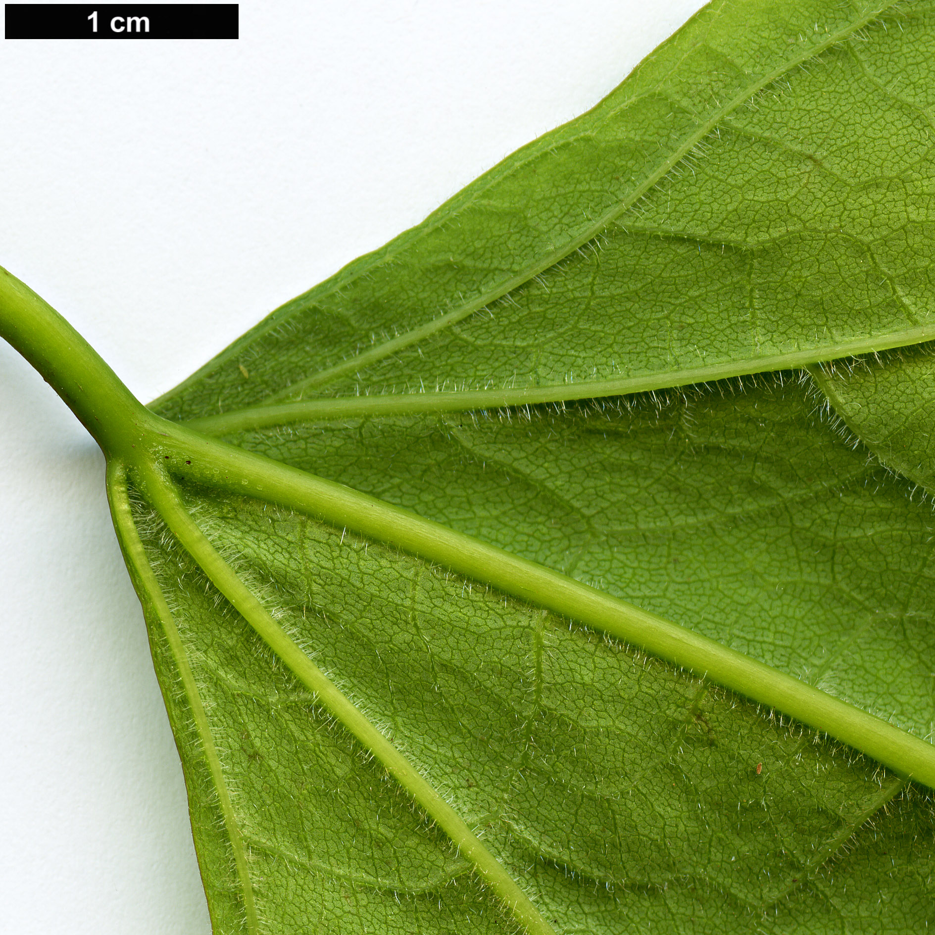 High resolution image: Family: Bignoniaceae - Genus: Catalpa - Taxon: speciosa