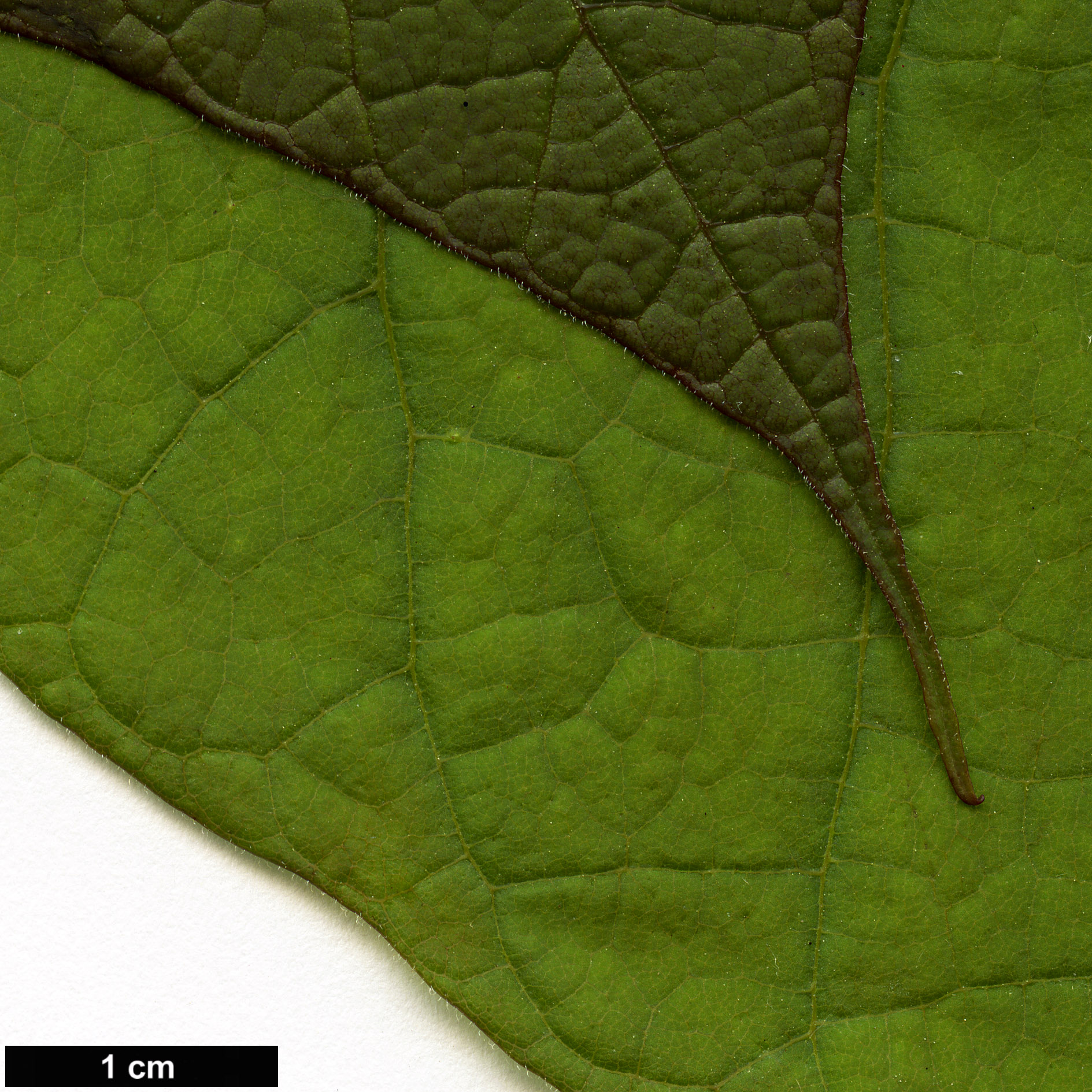 High resolution image: Family: Bignoniaceae - Genus: Catalpa - Taxon: speciosa