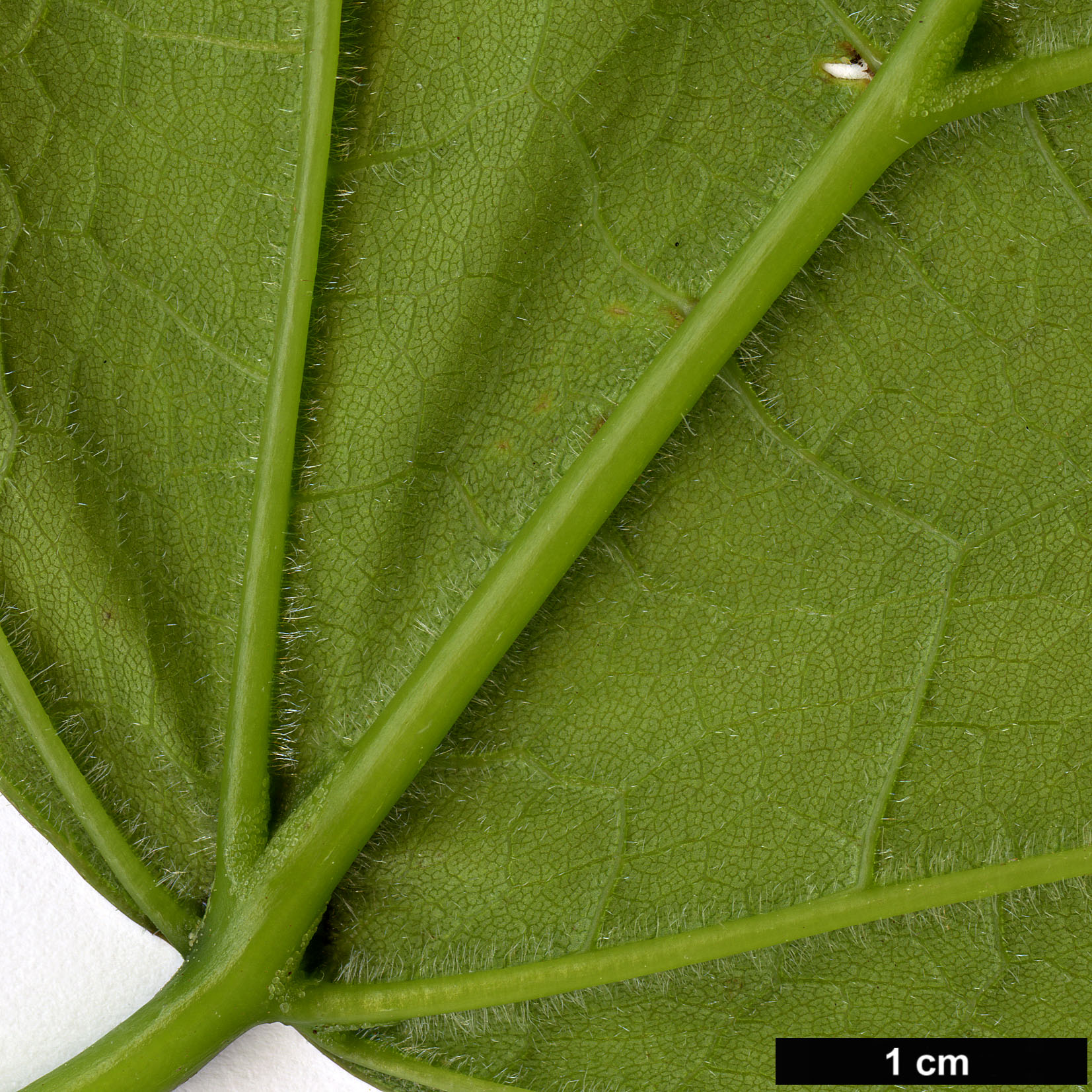 High resolution image: Family: Bignoniaceae - Genus: Catalpa - Taxon: speciosa