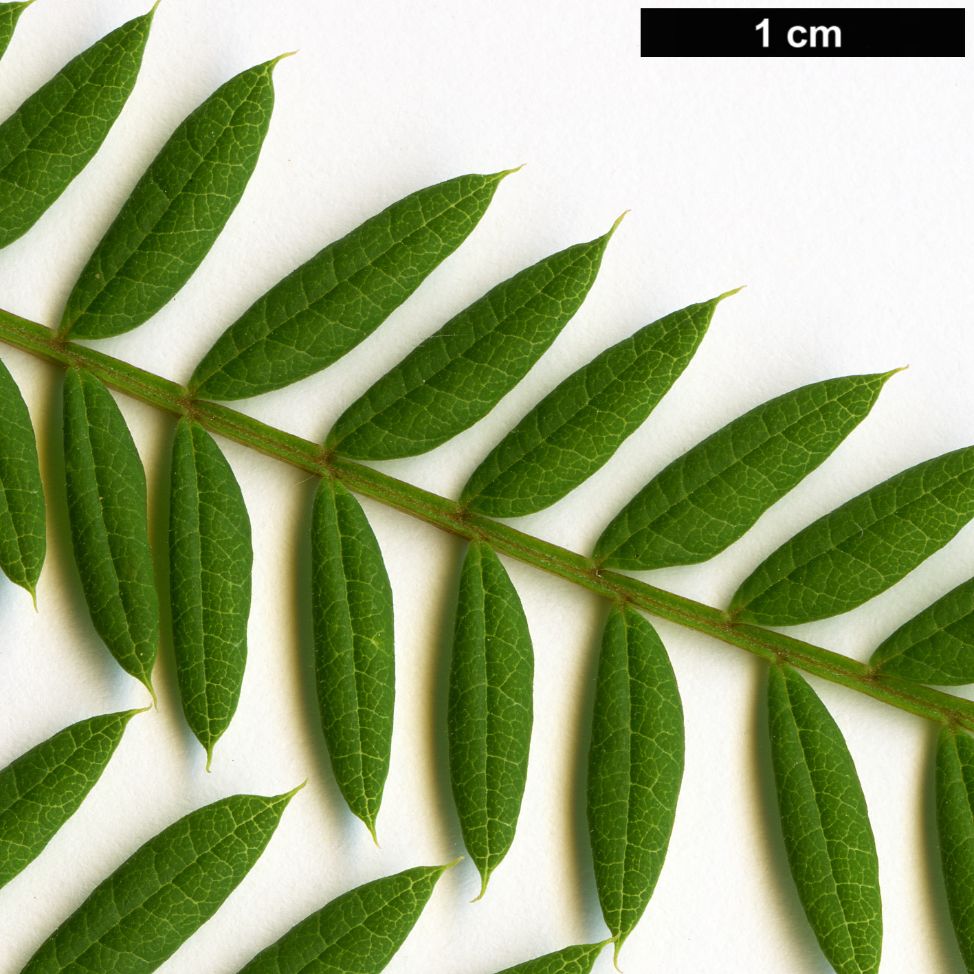 High resolution image: Family: Bignoniaceae - Genus: Jacaranda - Taxon: mimosifolia