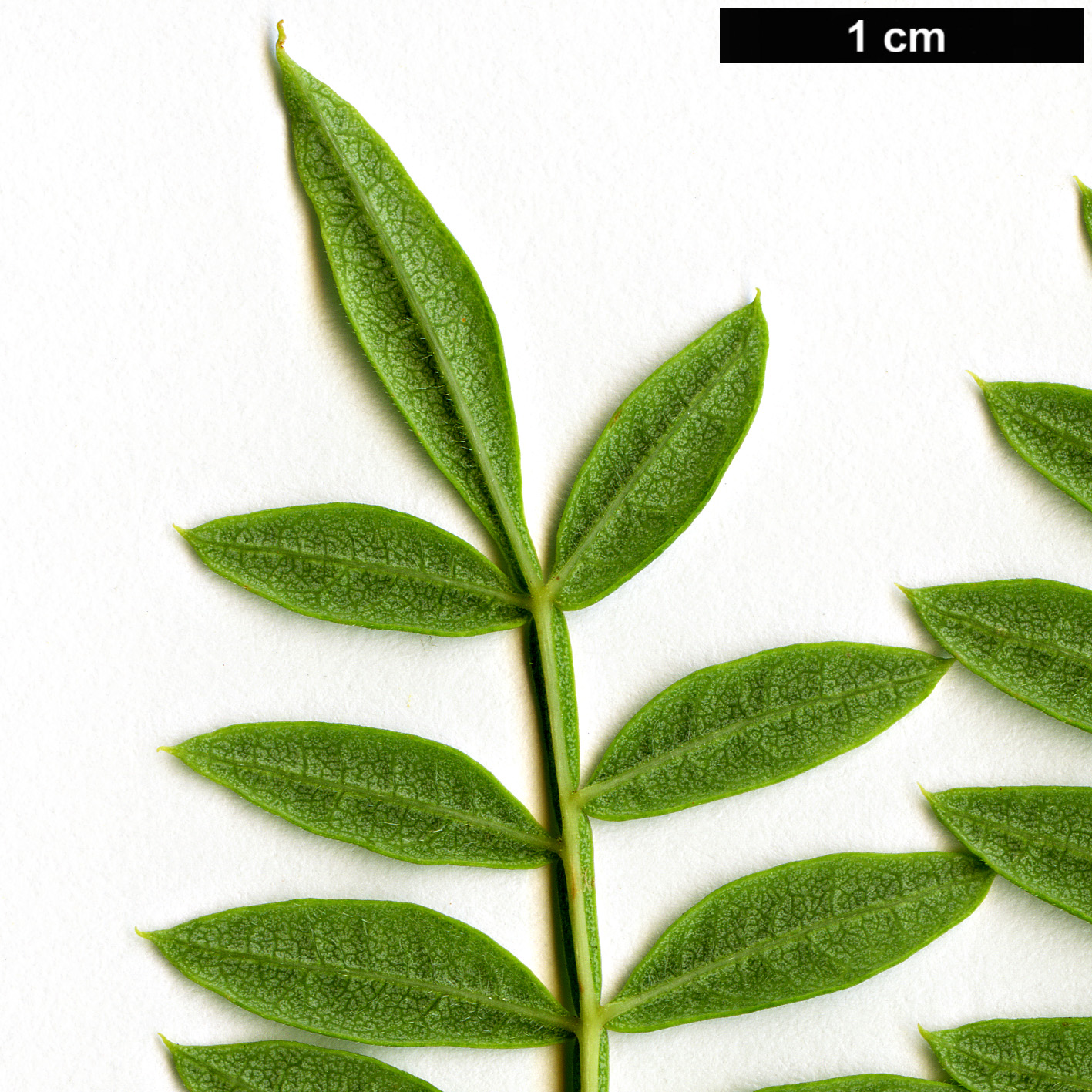 High resolution image: Family: Bignoniaceae - Genus: Jacaranda - Taxon: mimosifolia