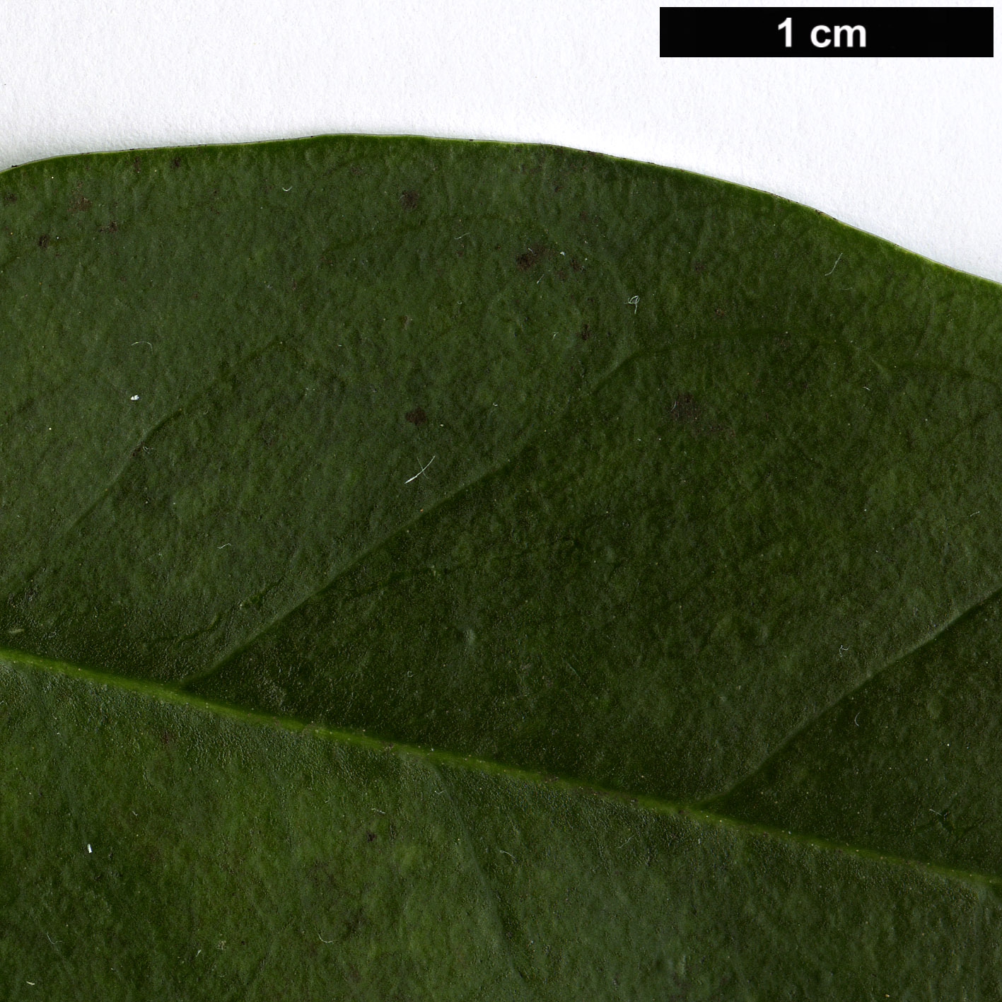 High resolution image: Family: Bignoniaceae - Genus: Pandorea - Taxon: jasminoides