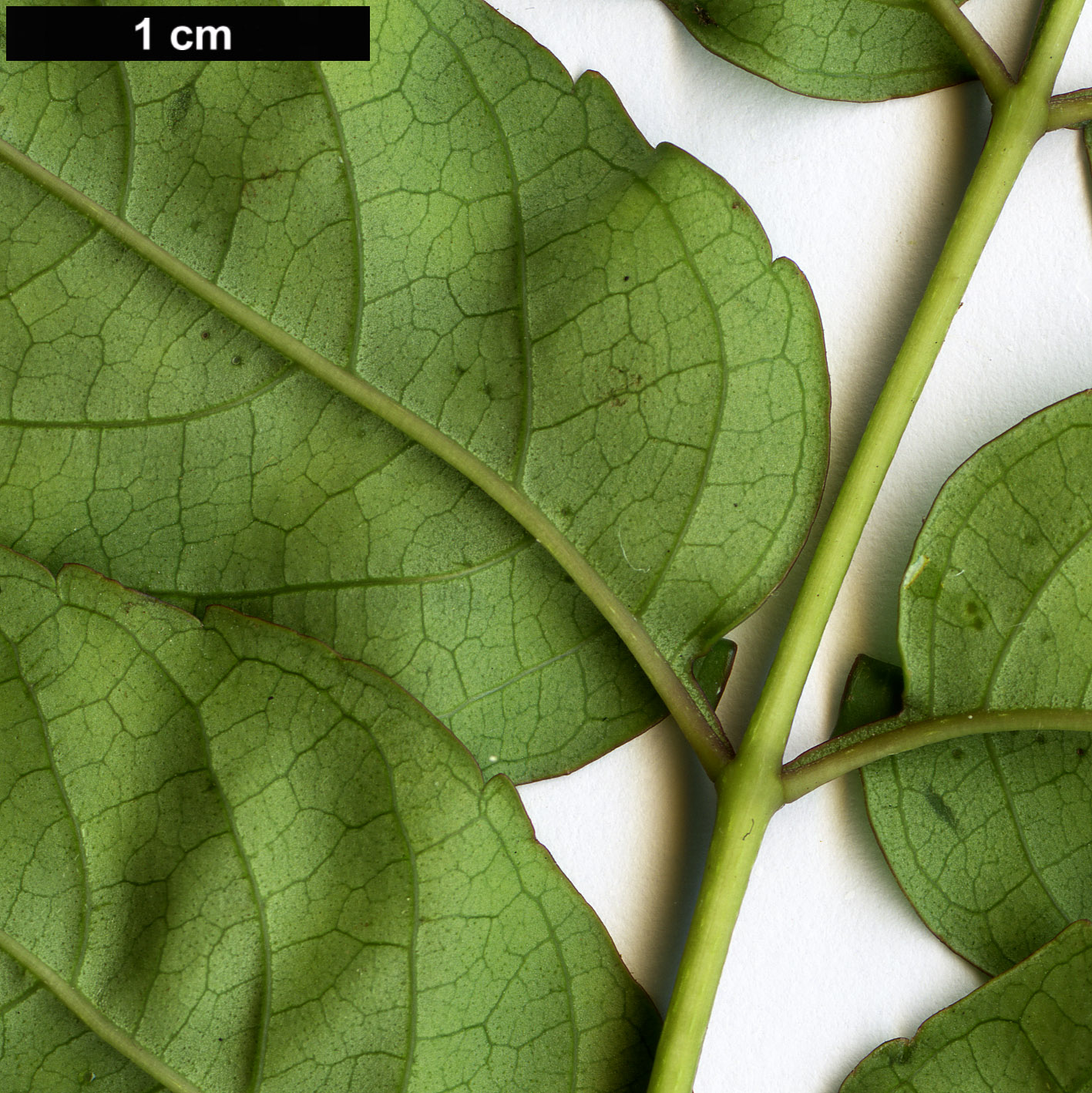 High resolution image: Family: Bignoniaceae - Genus: Podranea - Taxon: ricasoliana