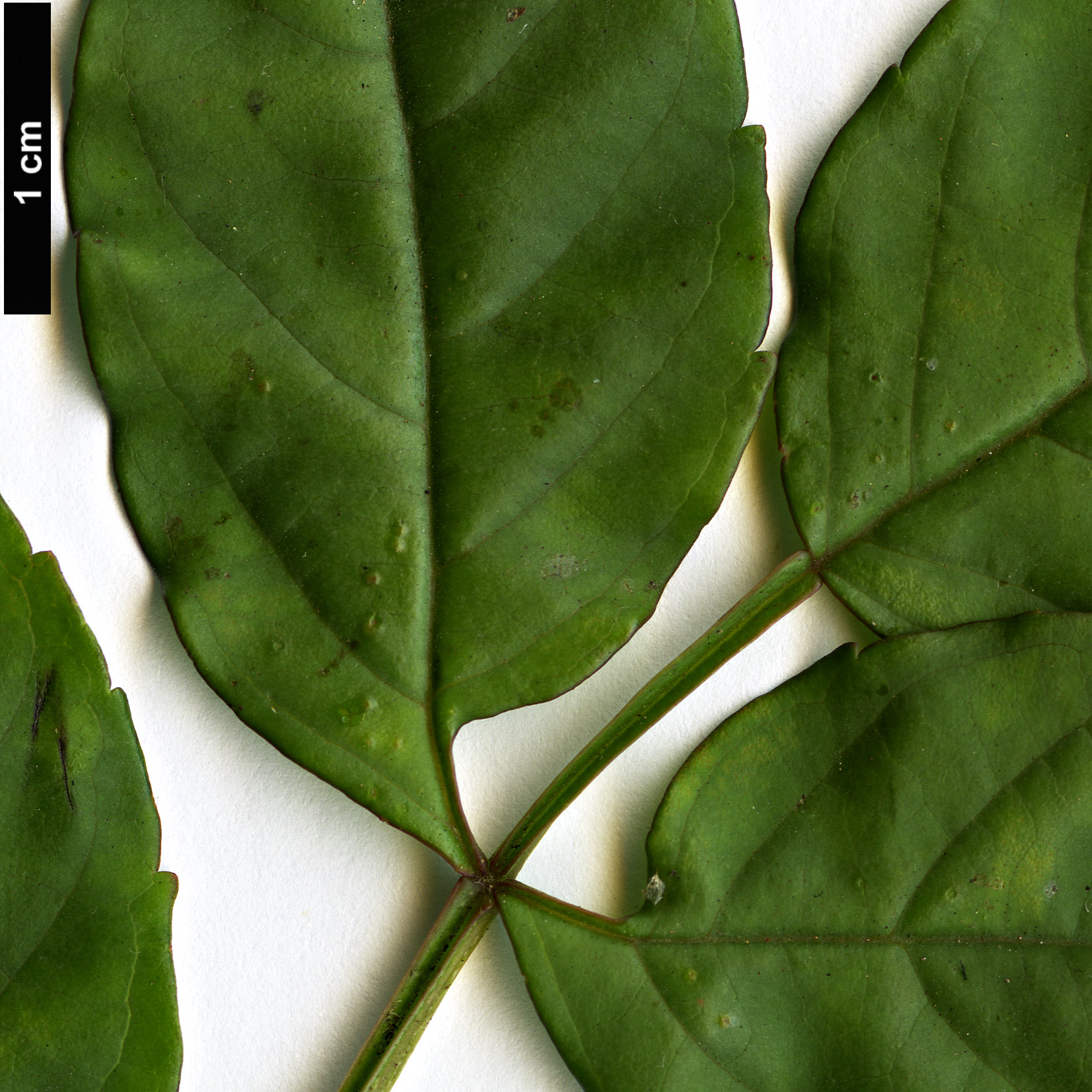 High resolution image: Family: Bignoniaceae - Genus: Podranea - Taxon: ricasoliana