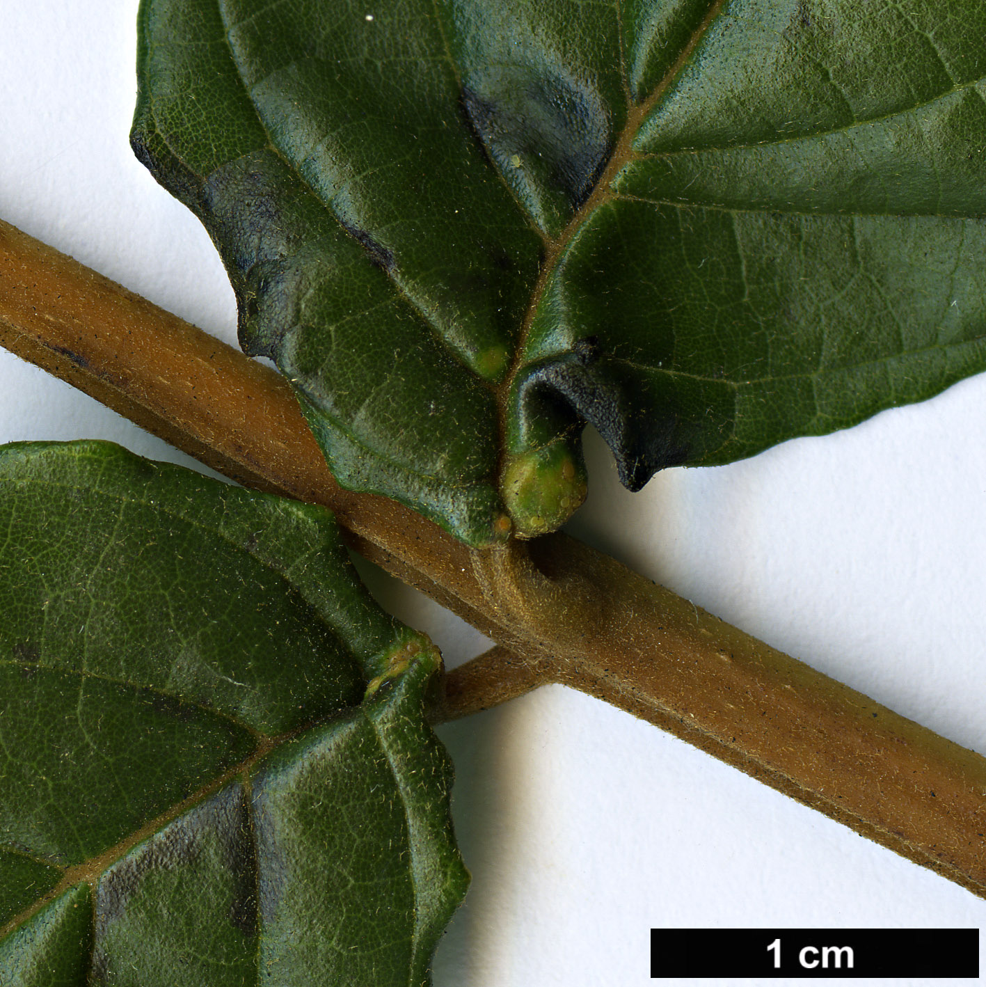 High resolution image: Family: Bignoniaceae - Genus: Spathodea - Taxon: campanulata