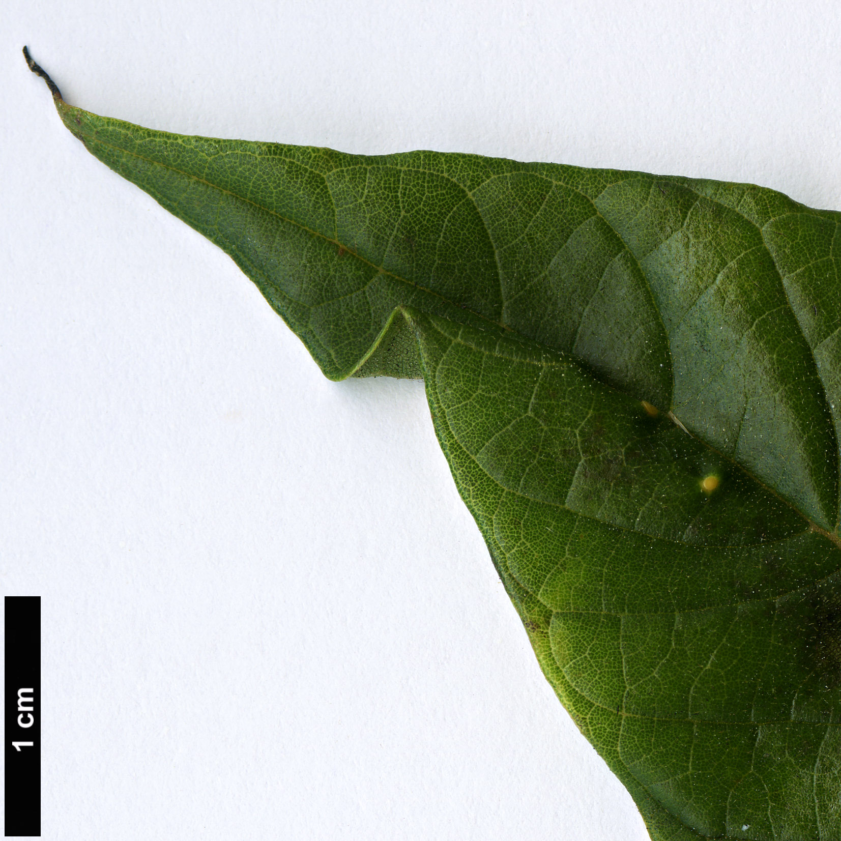 High resolution image: Family: Bignoniaceae - Genus: Spathodea - Taxon: campanulata