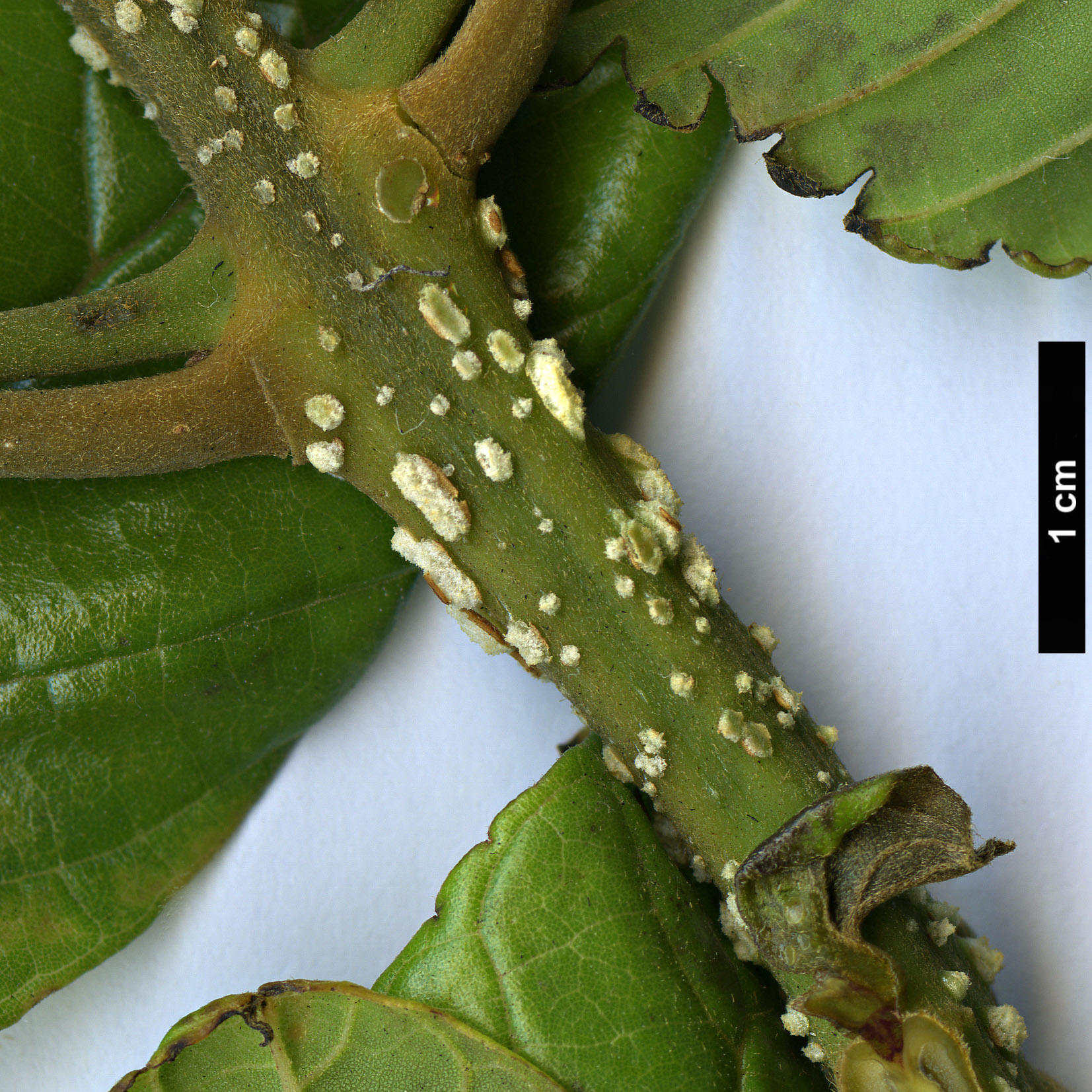 High resolution image: Family: Bignoniaceae - Genus: Spathodea - Taxon: campanulata