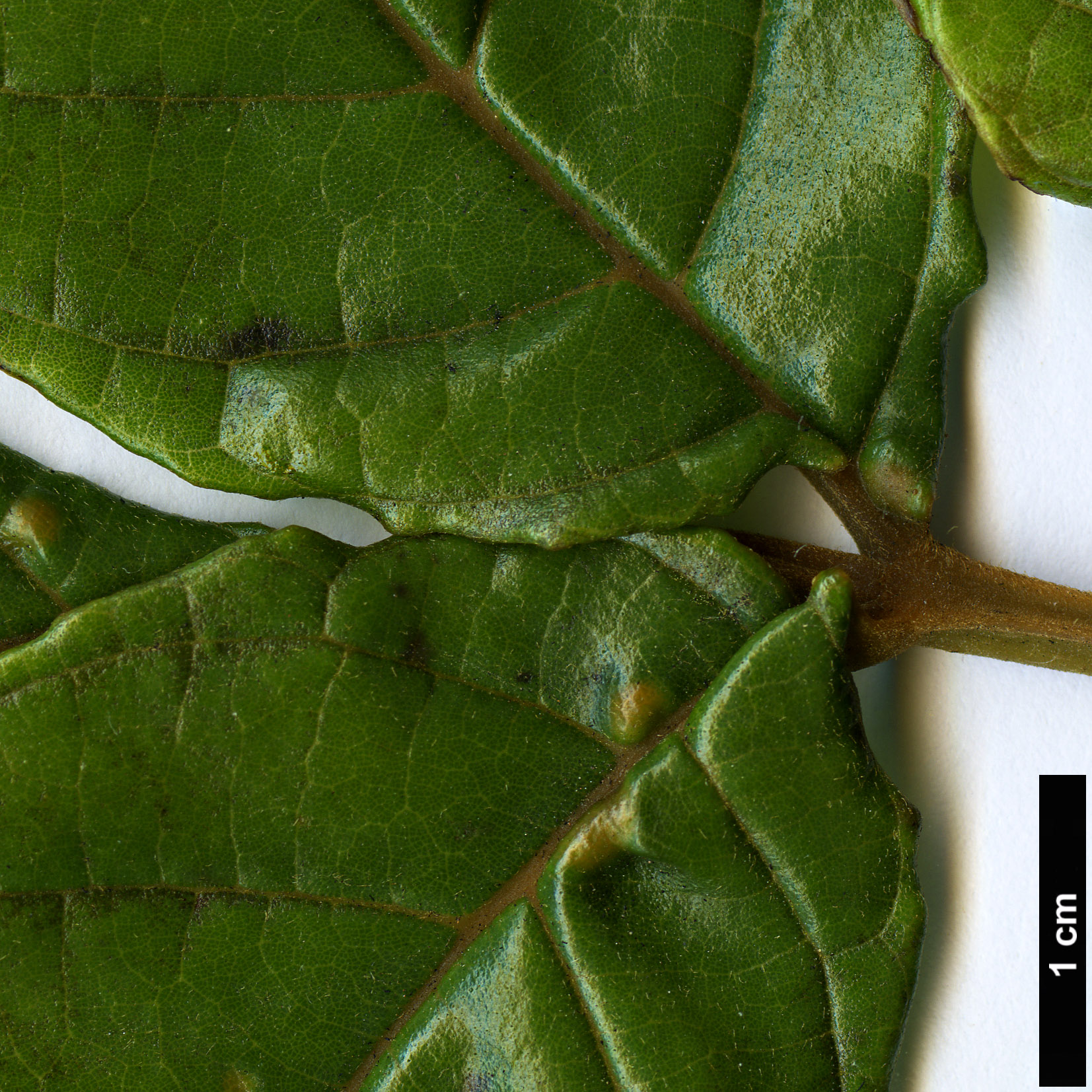 High resolution image: Family: Bignoniaceae - Genus: Spathodea - Taxon: campanulata