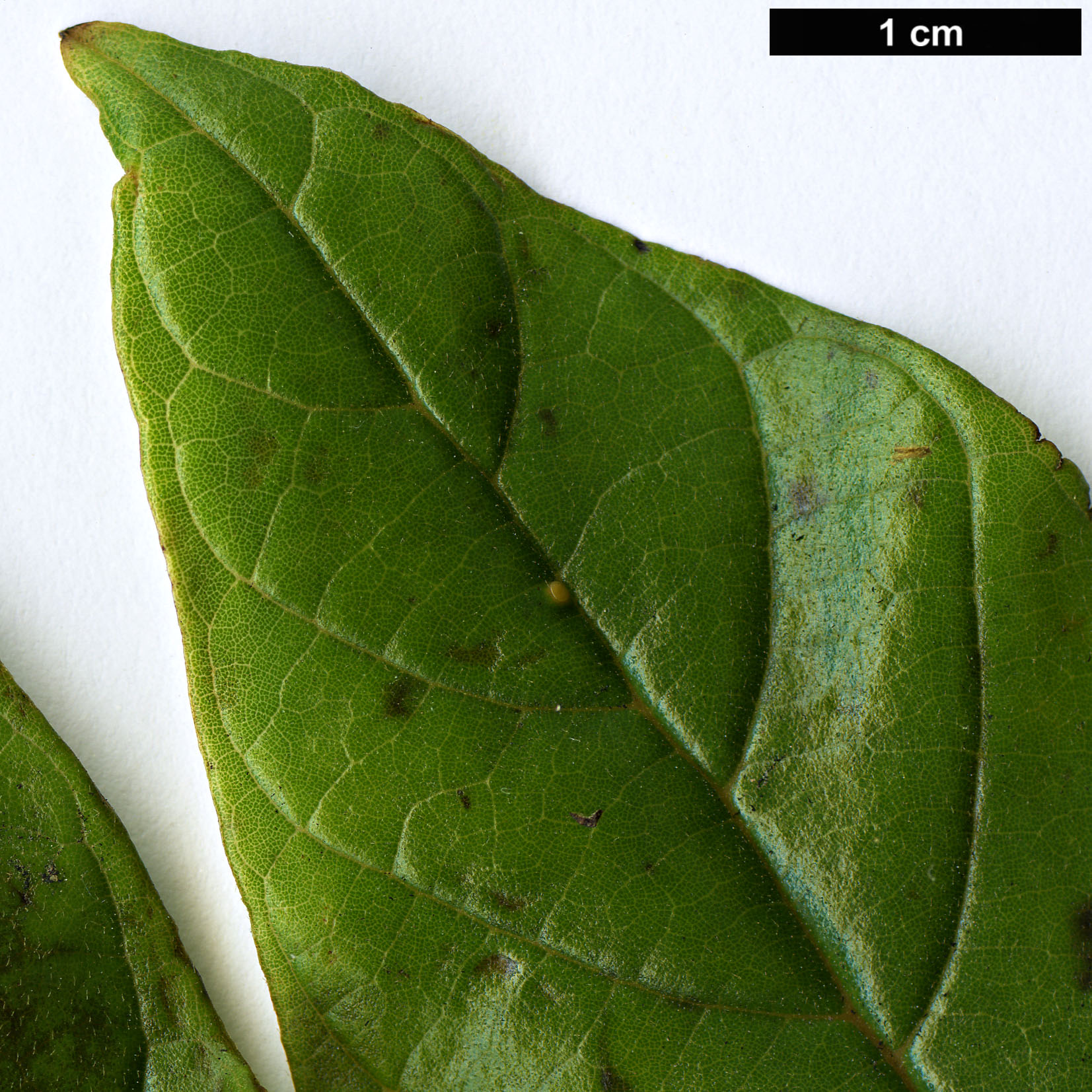 High resolution image: Family: Bignoniaceae - Genus: Spathodea - Taxon: campanulata