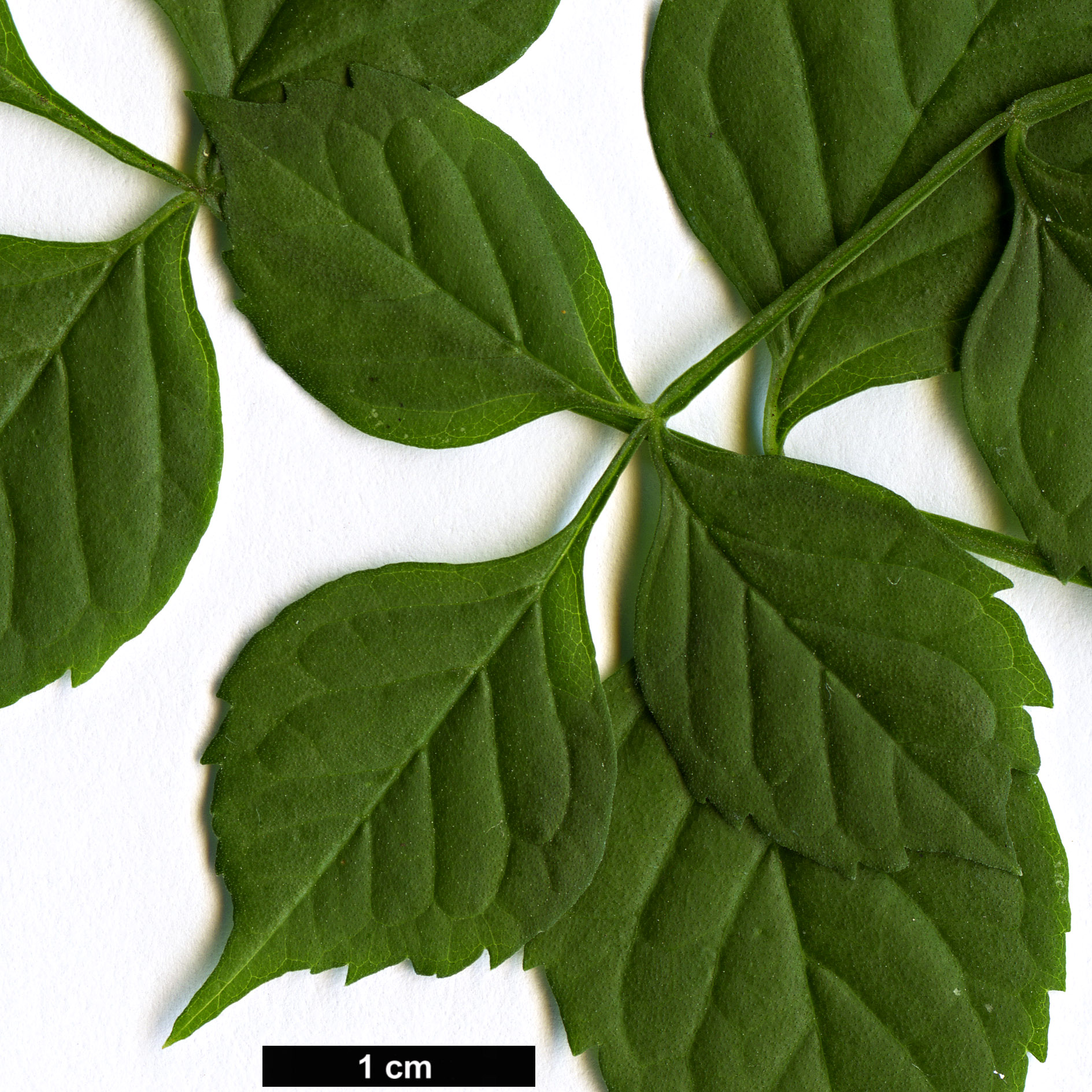 High resolution image: Family: Bignoniaceae - Genus: Tecoma - Taxon: capensis