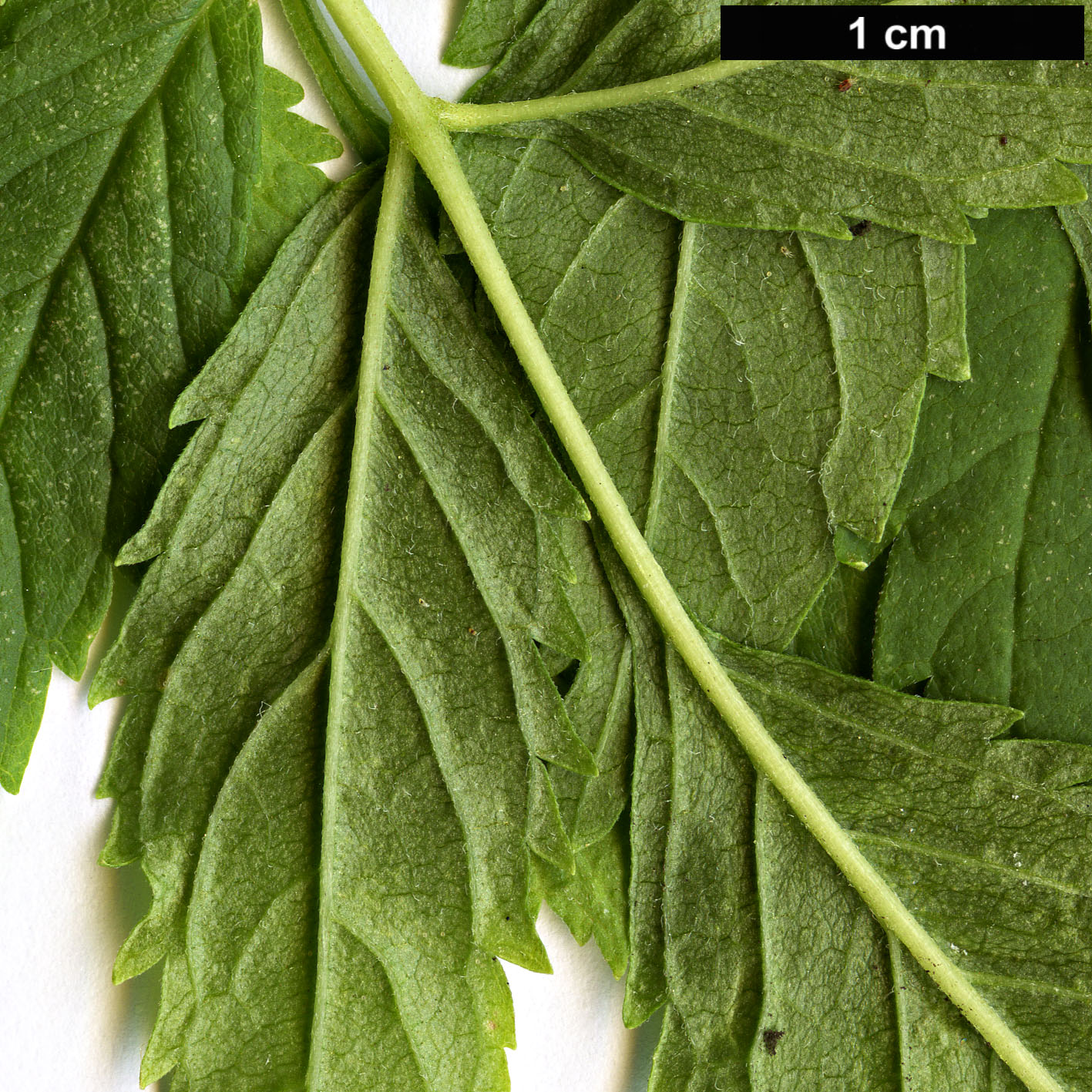 High resolution image: Family: Bignoniaceae - Genus: Tecoma - Taxon: stans