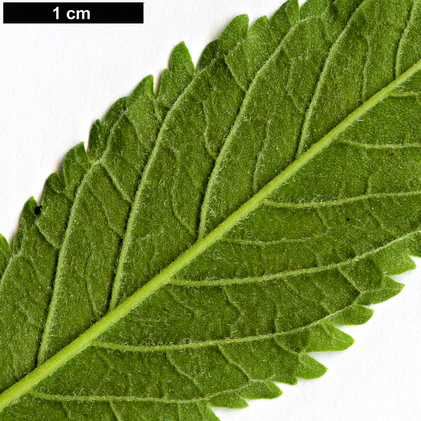 High resolution image: Family: Bignoniaceae - Genus: Tecoma - Taxon: stans