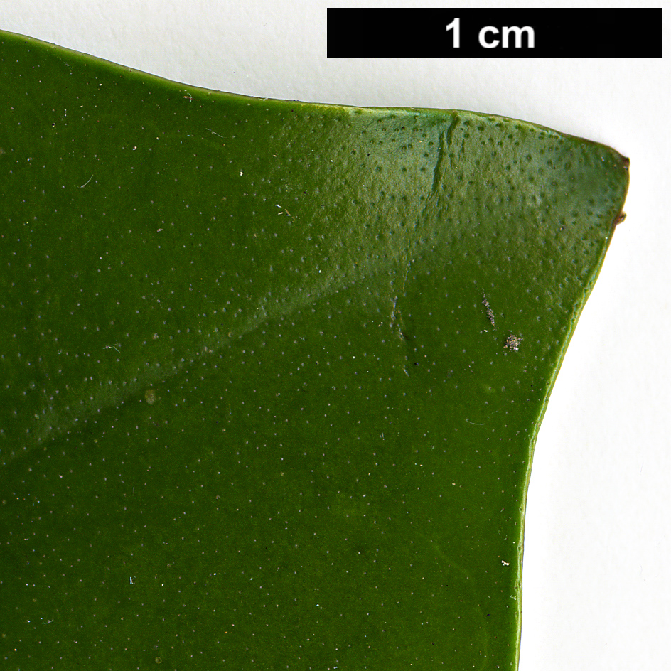 High resolution image: Family: Bignoniaceae - Genus: Tecomanthe - Taxon: speciosa