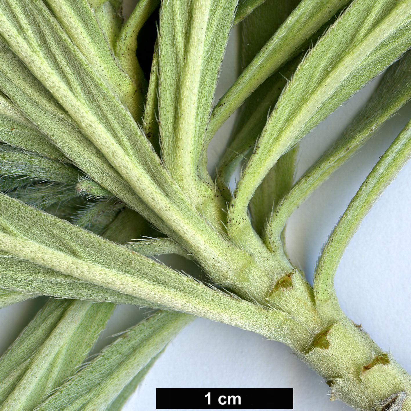 High resolution image: Family: Boraginaceae - Genus: Echium - Taxon: aculeatum