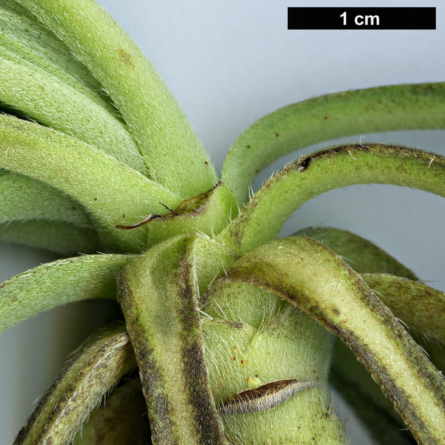 High resolution image: Family: Boraginaceae - Genus: Echium - Taxon: decaisnei