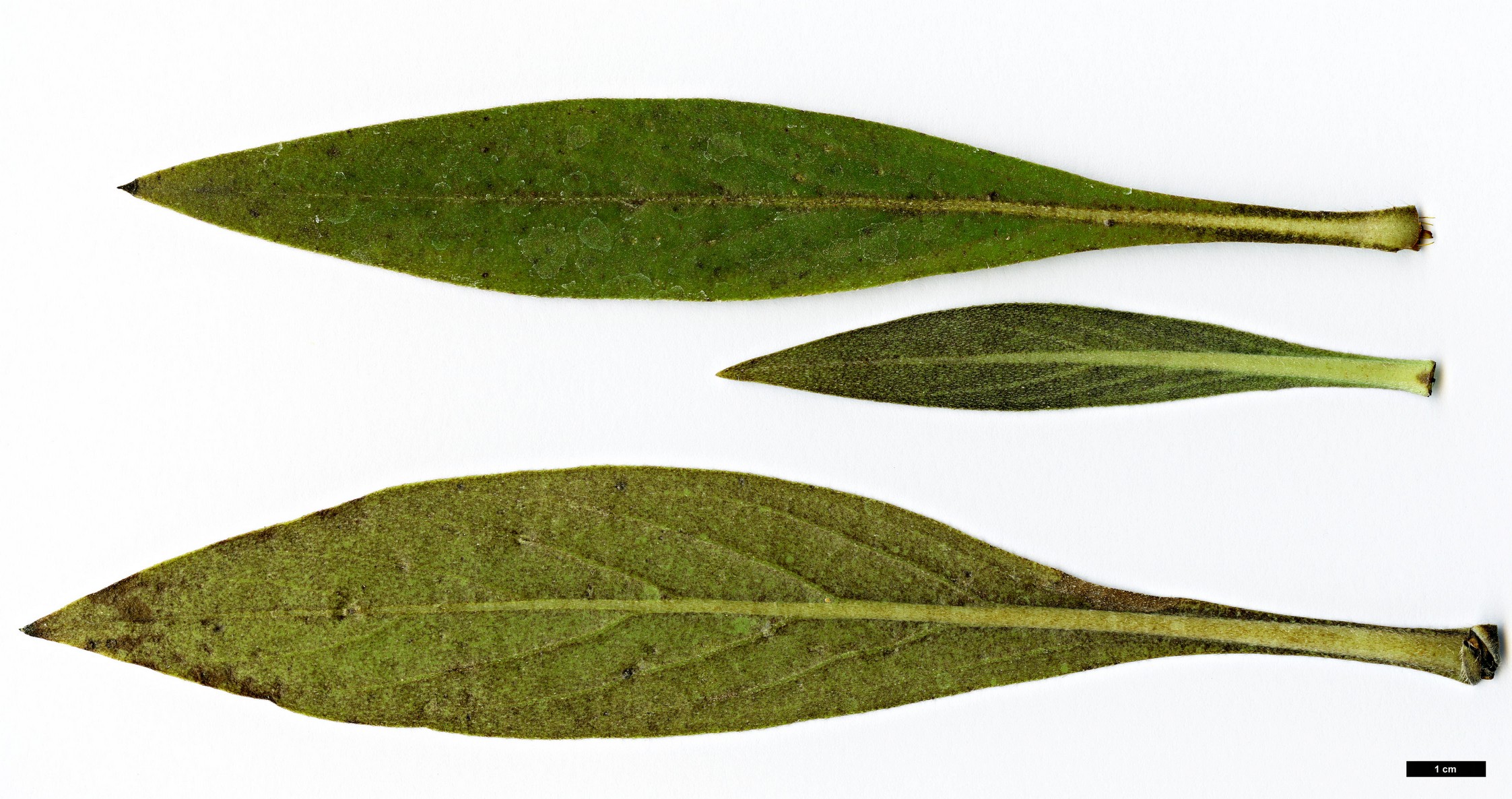 High resolution image: Family: Boraginaceae - Genus: Echium - Taxon: decaisnei