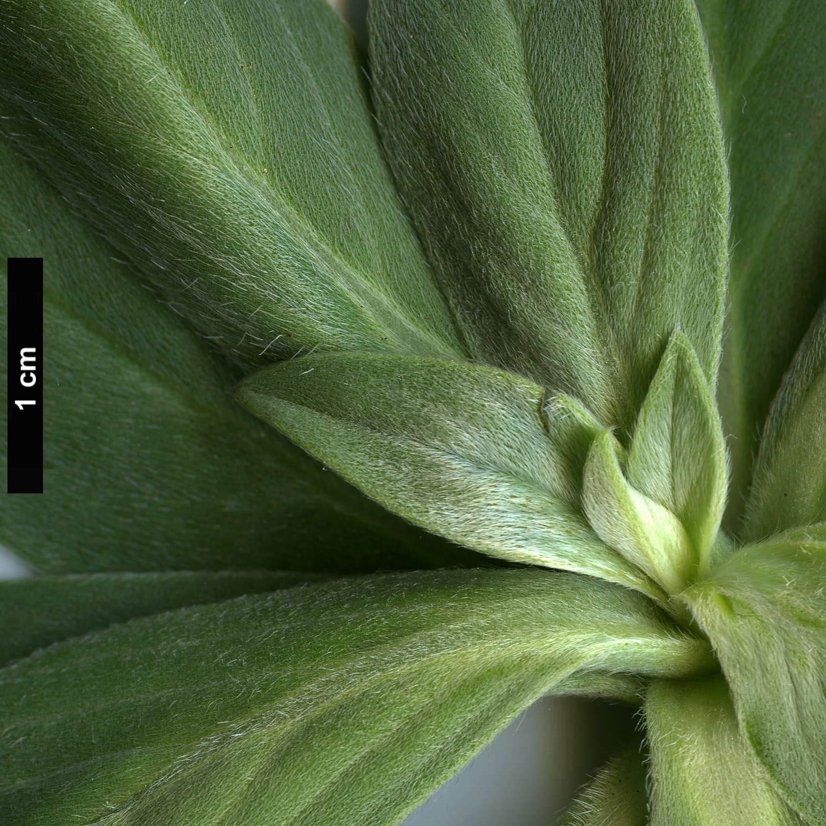 High resolution image: Family: Boraginaceae - Genus: Echium - Taxon: hierrense