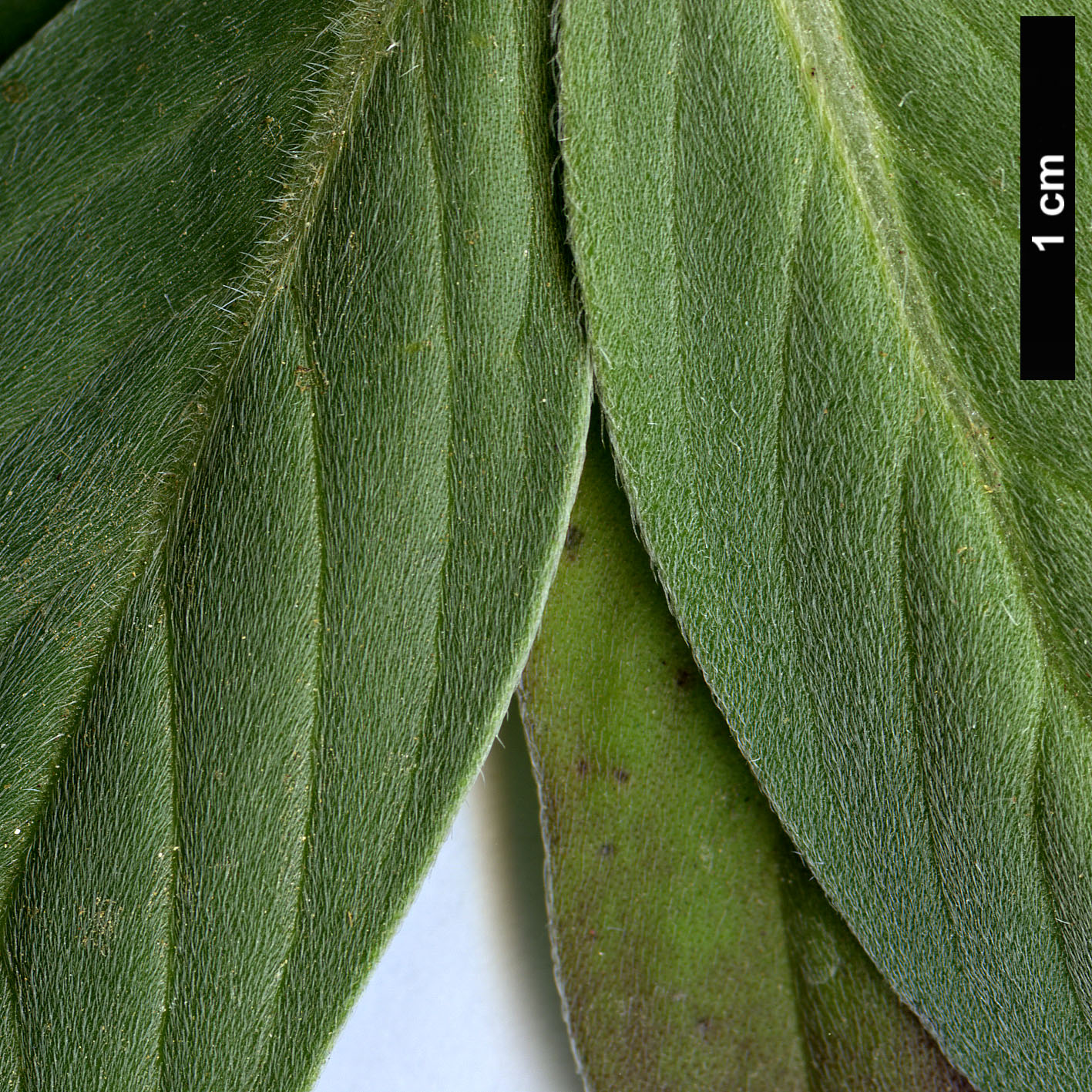 High resolution image: Family: Boraginaceae - Genus: Echium - Taxon: hierrense
