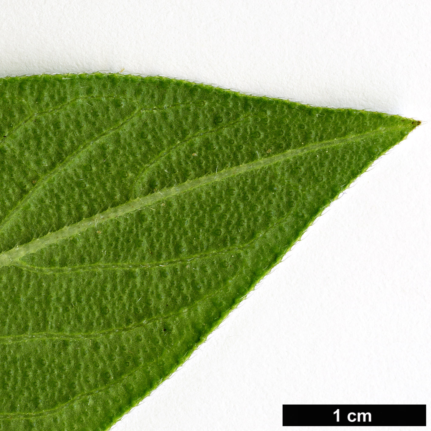 High resolution image: Family: Boraginaceae - Genus: Echium - Taxon: hypertropicum