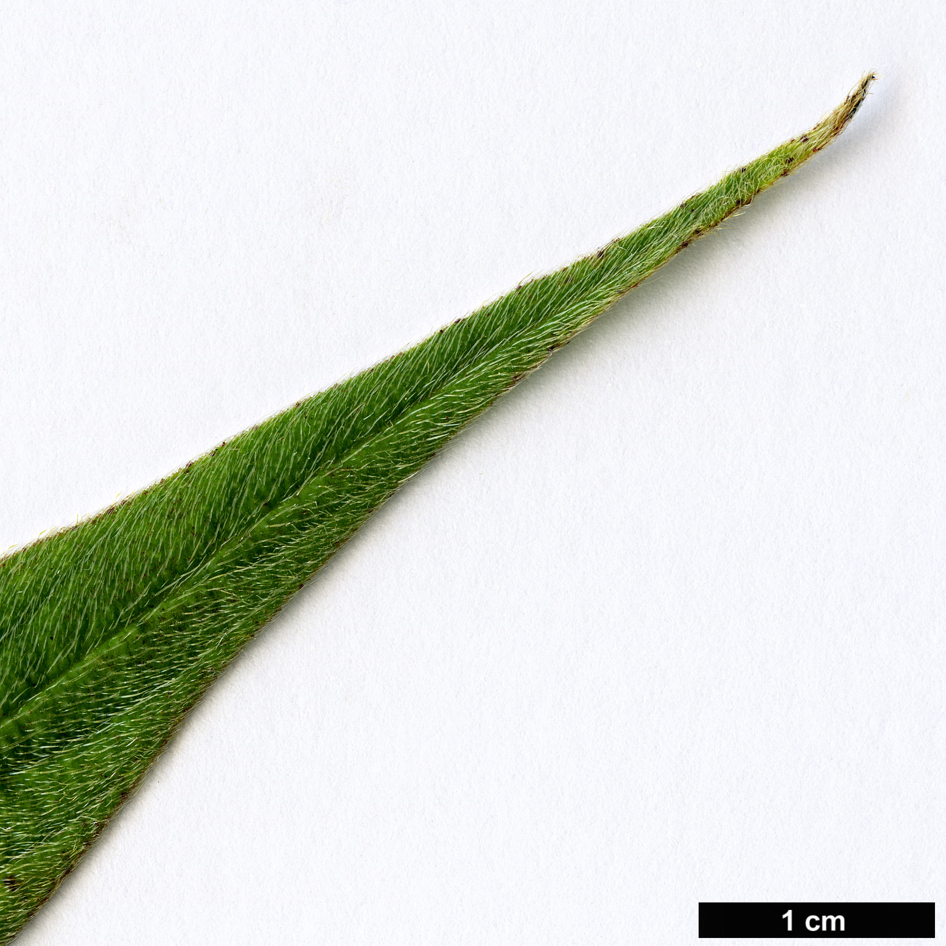 High resolution image: Family: Boraginaceae - Genus: Echium - Taxon: pininana