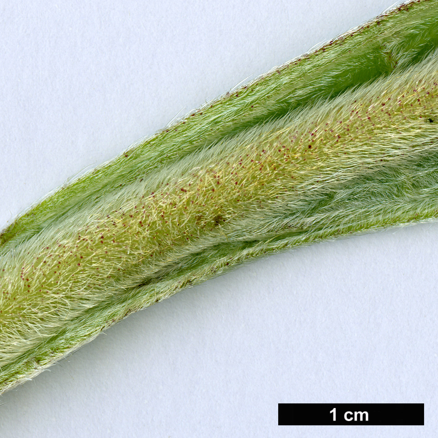High resolution image: Family: Boraginaceae - Genus: Echium - Taxon: pininana