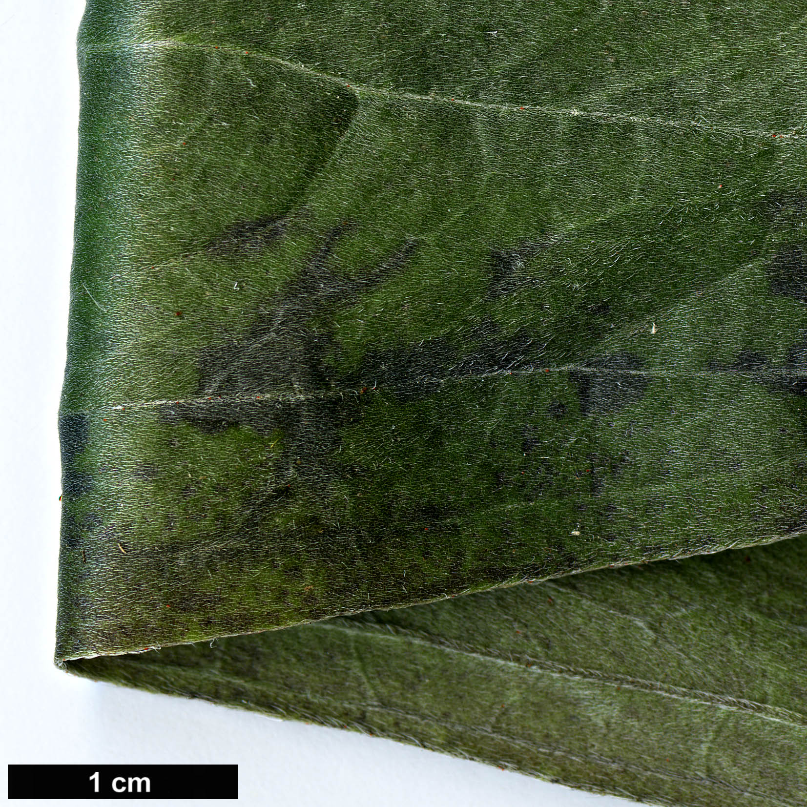 High resolution image: Family: Boraginaceae - Genus: Echium - Taxon: simplex