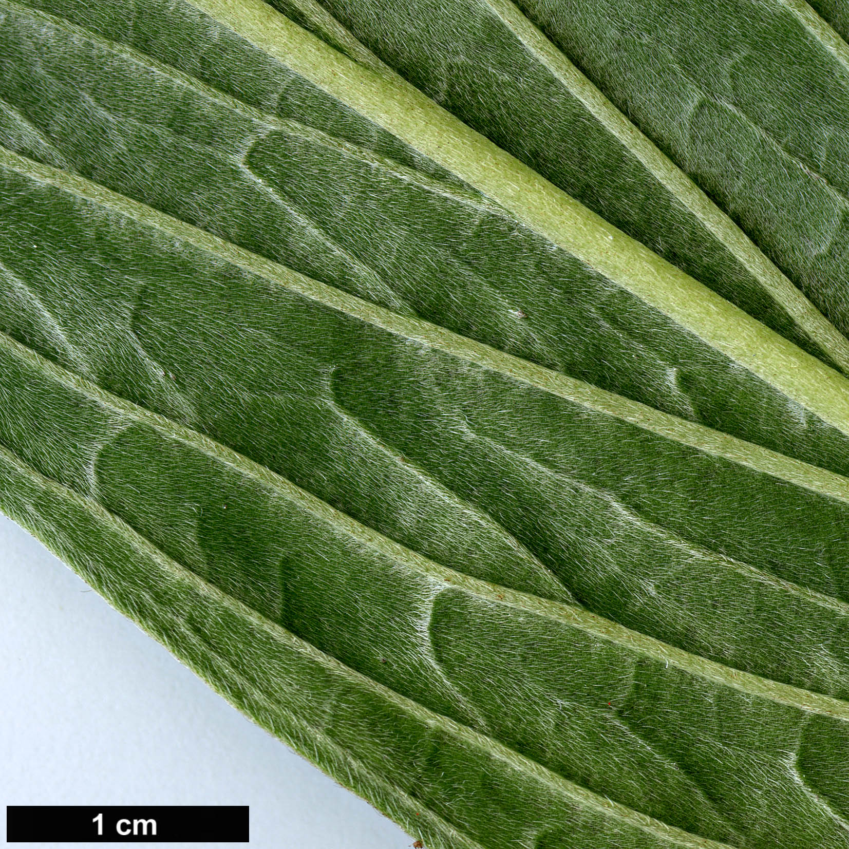 High resolution image: Family: Boraginaceae - Genus: Echium - Taxon: simplex
