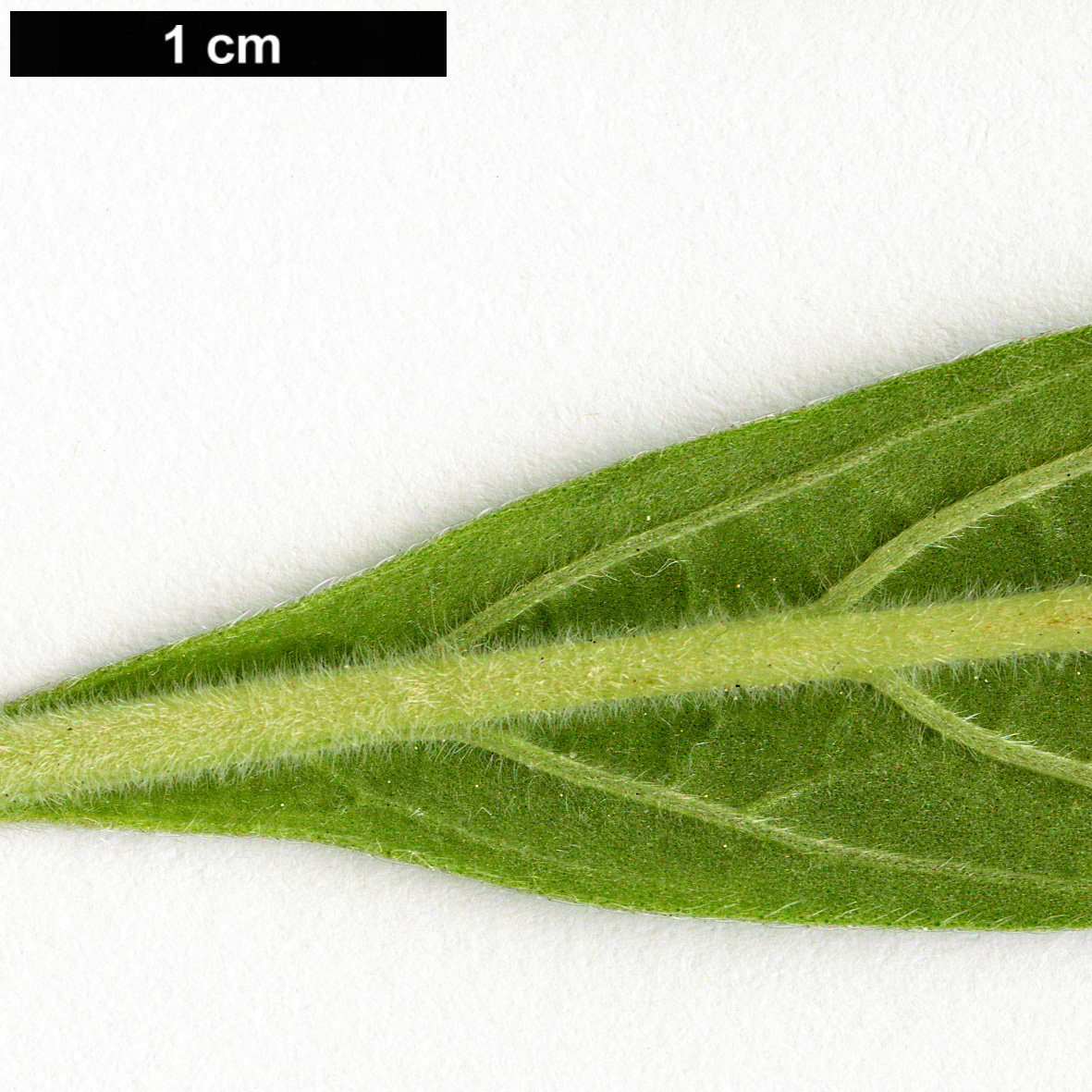 High resolution image: Family: Boraginaceae - Genus: Echium - Taxon: virescens