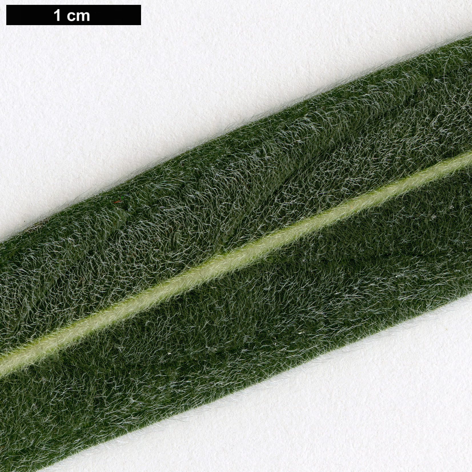 High resolution image: Family: Boraginaceae - Genus: Echium - Taxon: wildpretii