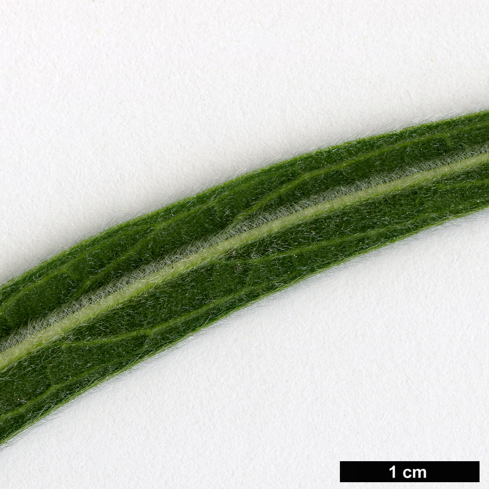 High resolution image: Family: Boraginaceae - Genus: Echium - Taxon: wildpretii