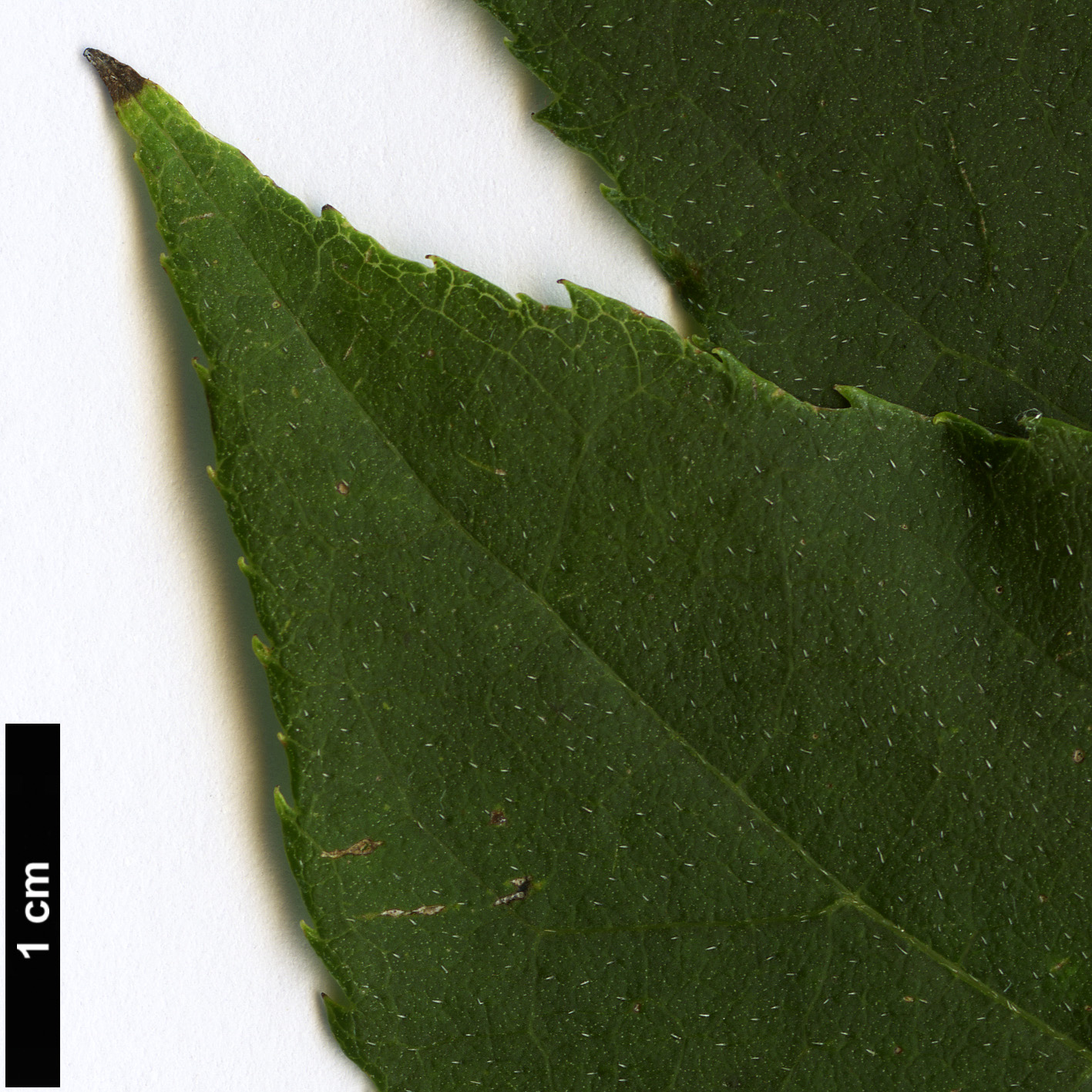 High resolution image: Family: Boraginaceae - Genus: Ehretia - Taxon: acuminata