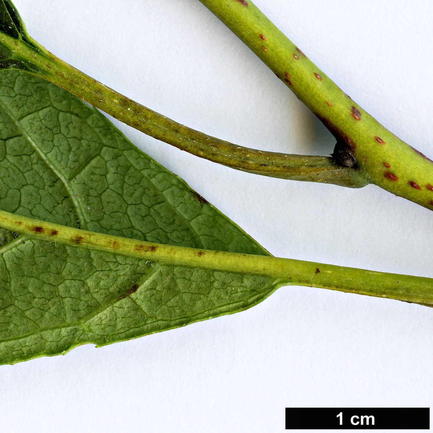 High resolution image: Family: Boraginaceae - Genus: Ehretia - Taxon: acuminata