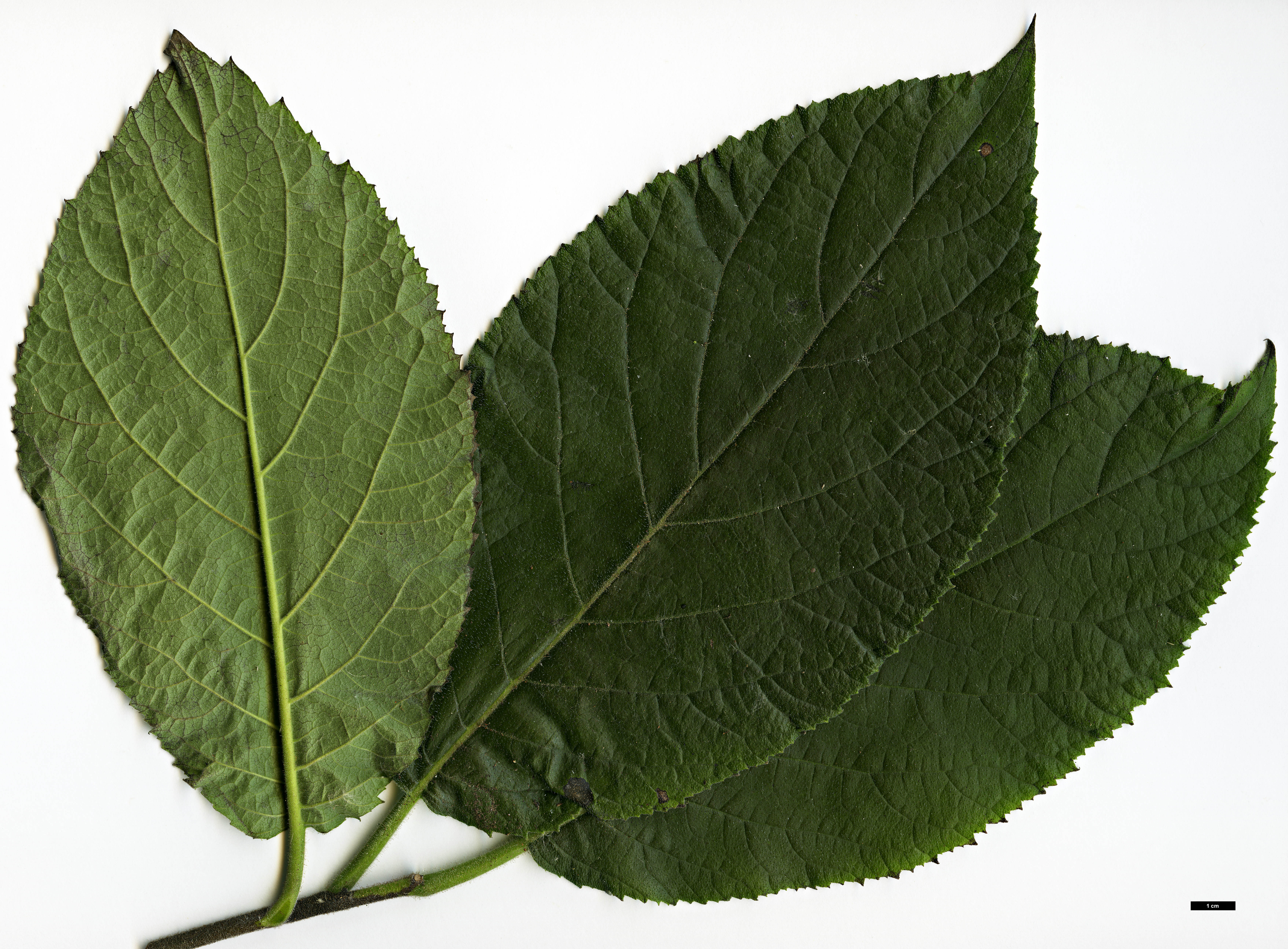 High resolution image: Family: Boraginaceae - Genus: Ehretia - Taxon: dicksonii