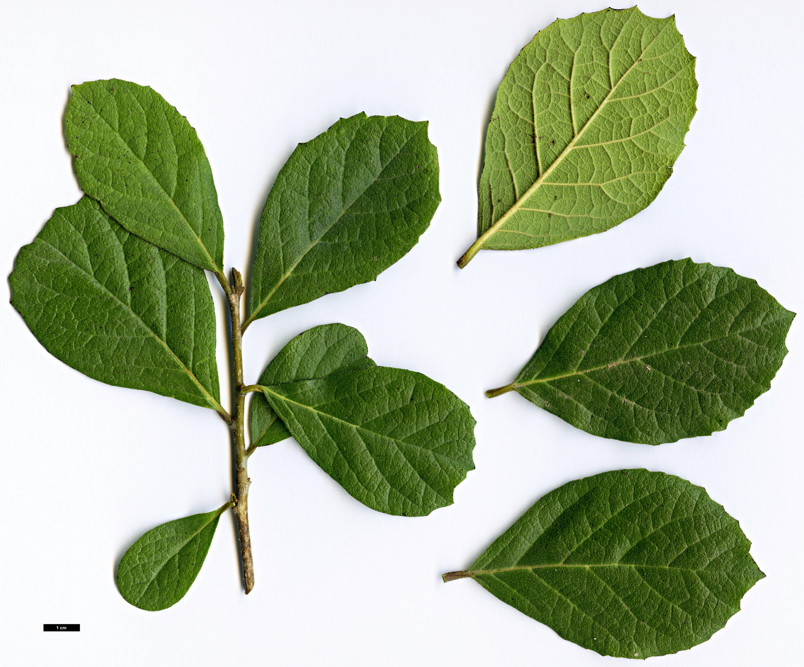 High resolution image: Family: Boraginaceae - Genus: Ehretia - Taxon: obtusifolia