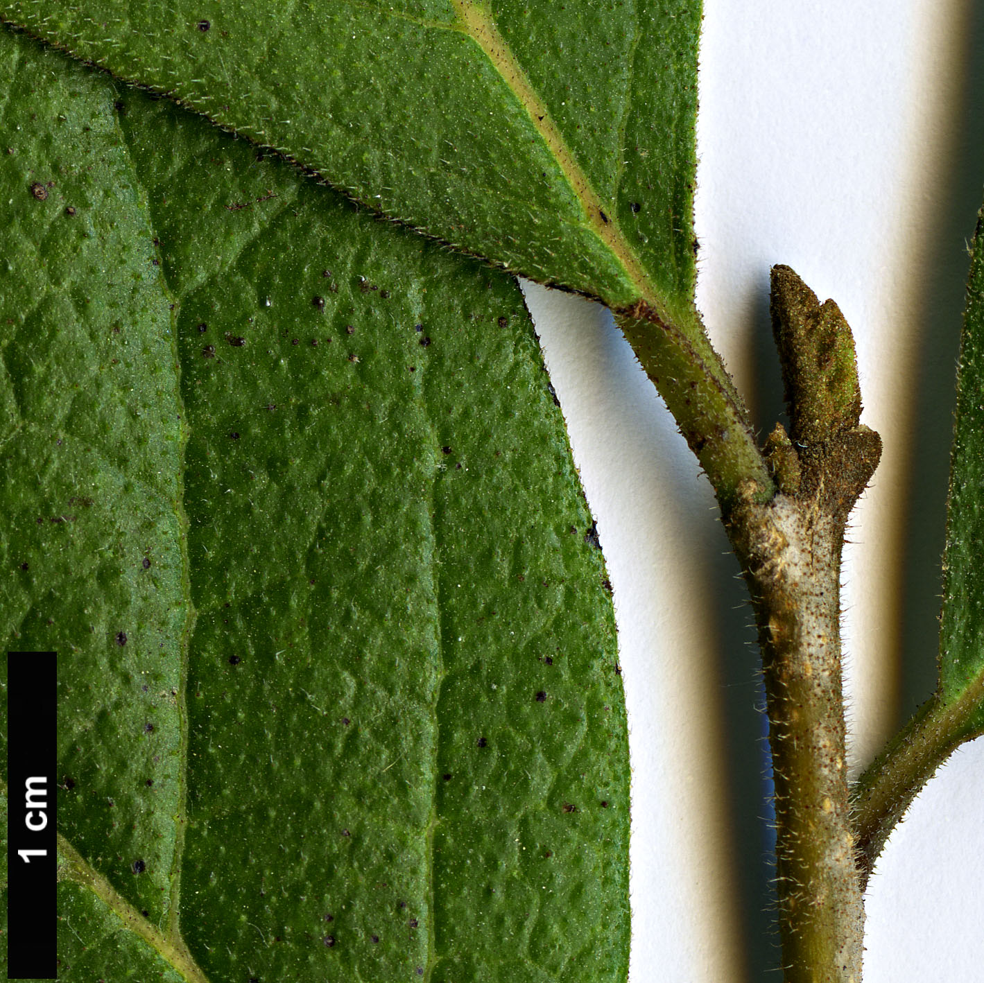 High resolution image: Family: Boraginaceae - Genus: Ehretia - Taxon: obtusifolia