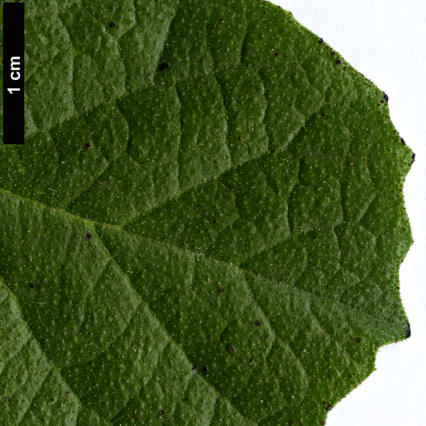 High resolution image: Family: Boraginaceae - Genus: Ehretia - Taxon: obtusifolia