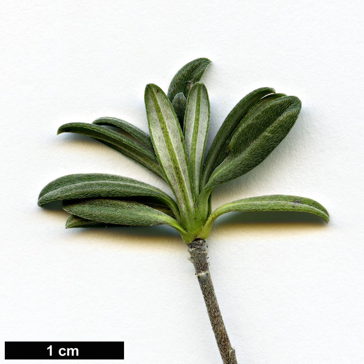 High resolution image: Family: Boraginaceae - Genus: Glandora - Taxon: oleifolia