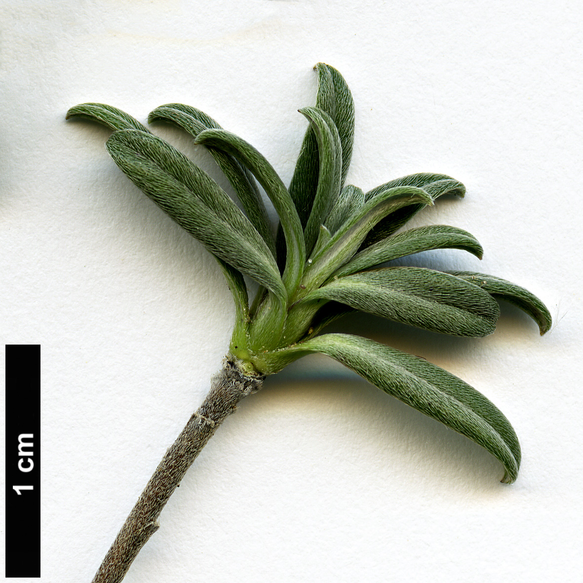 High resolution image: Family: Boraginaceae - Genus: Glandora - Taxon: oleifolia