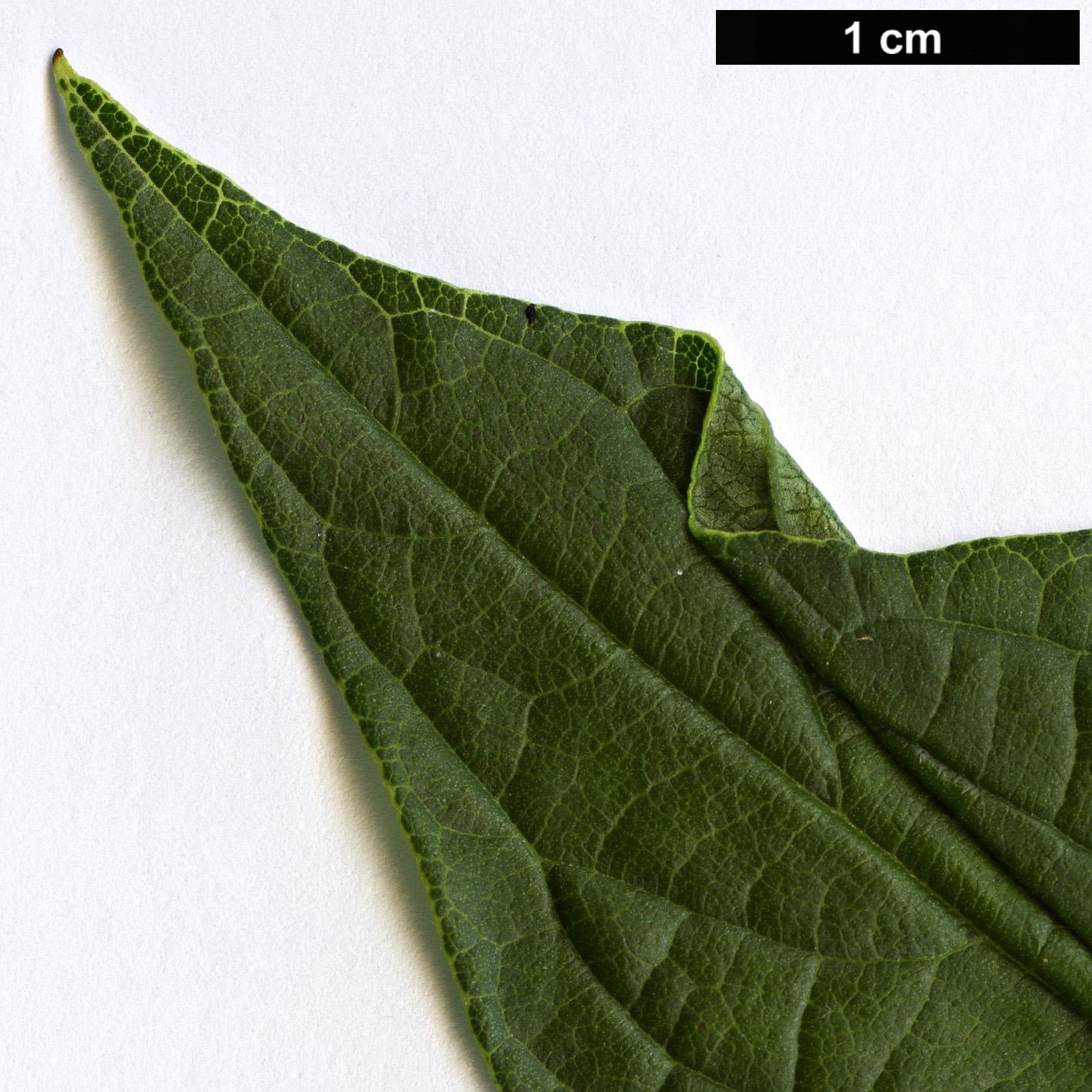 High resolution image: Family: Boraginaceae - Genus: Heliotropium - Taxon: arborescens