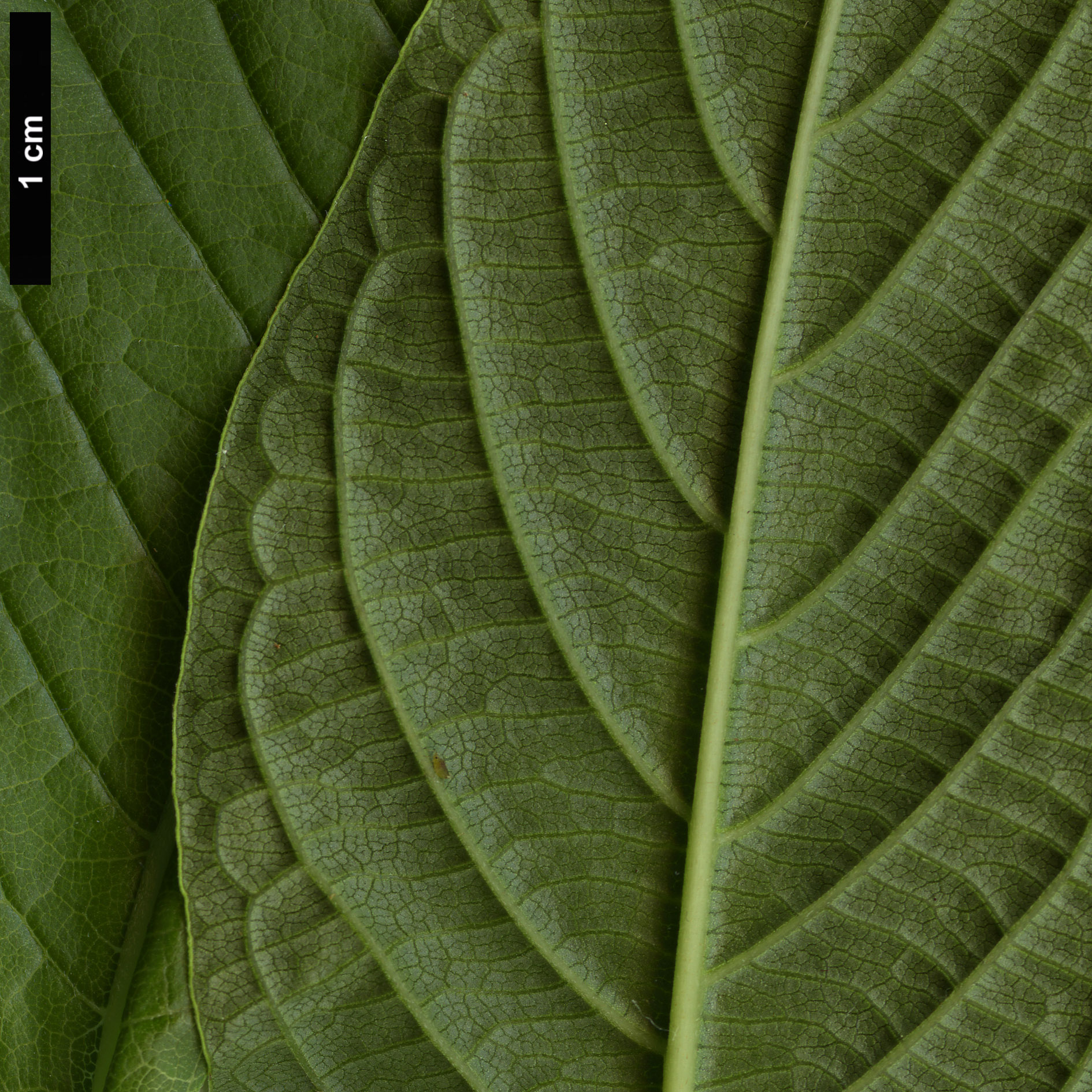 High resolution image: Family: Boraginaceae - Genus: Heliotropium - Taxon: arborescens