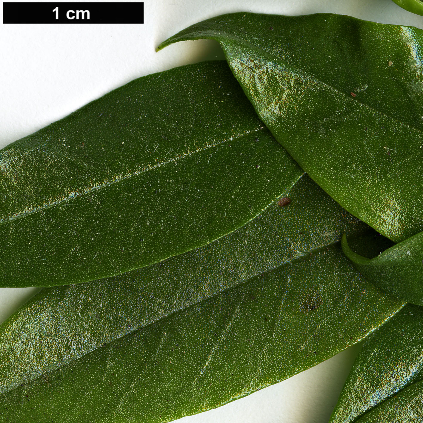 High resolution image: Family: Boraginaceae - Genus: Ixorhea - Taxon: tschudiana